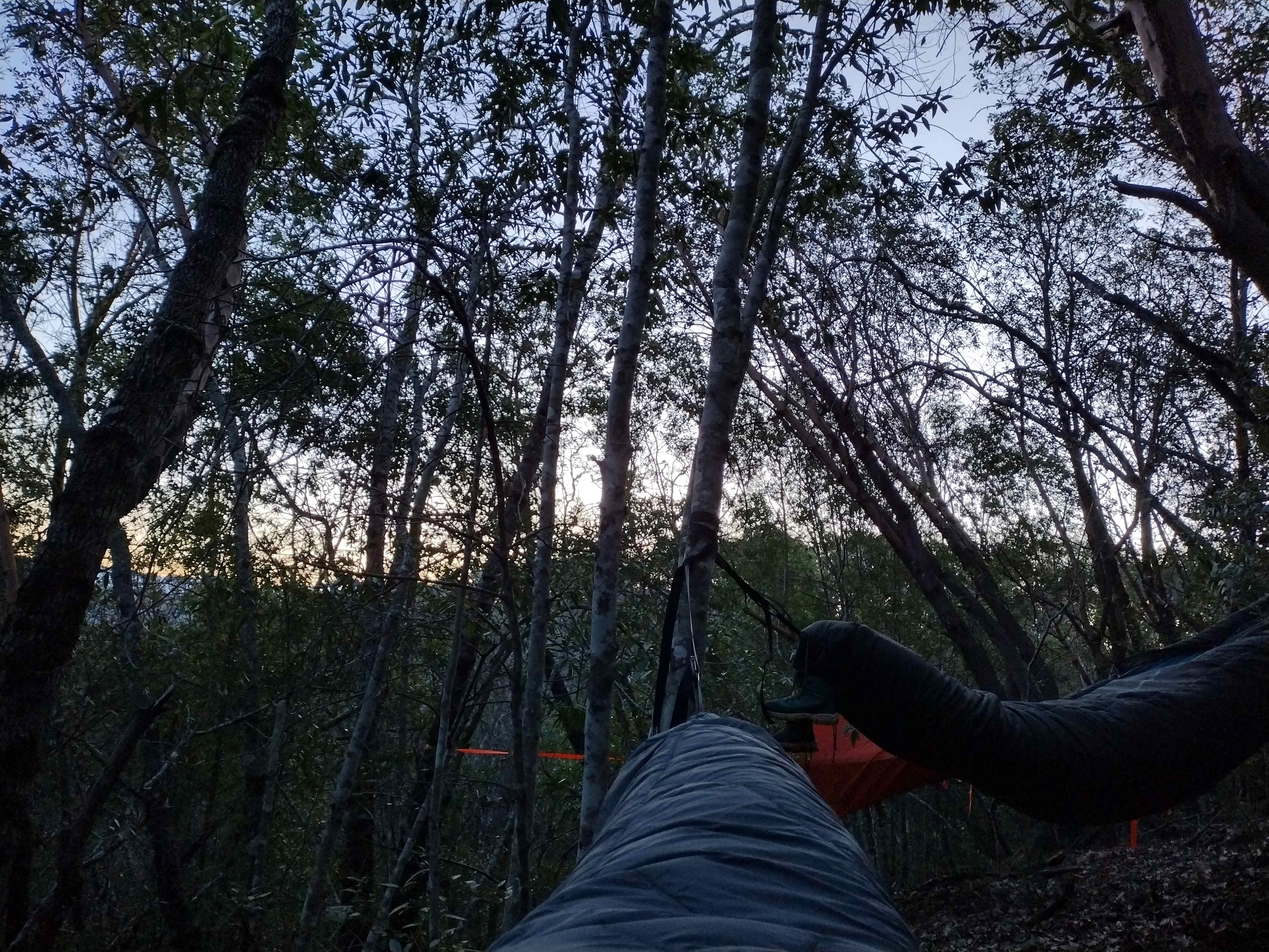 Dawn light from a hammock at the campsite