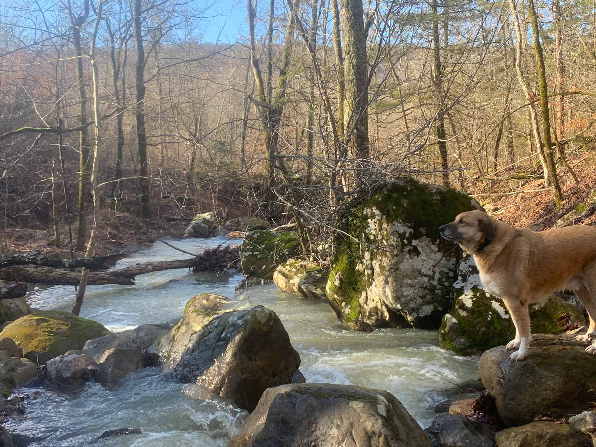 Enchanted Ozark Fairytale Camp