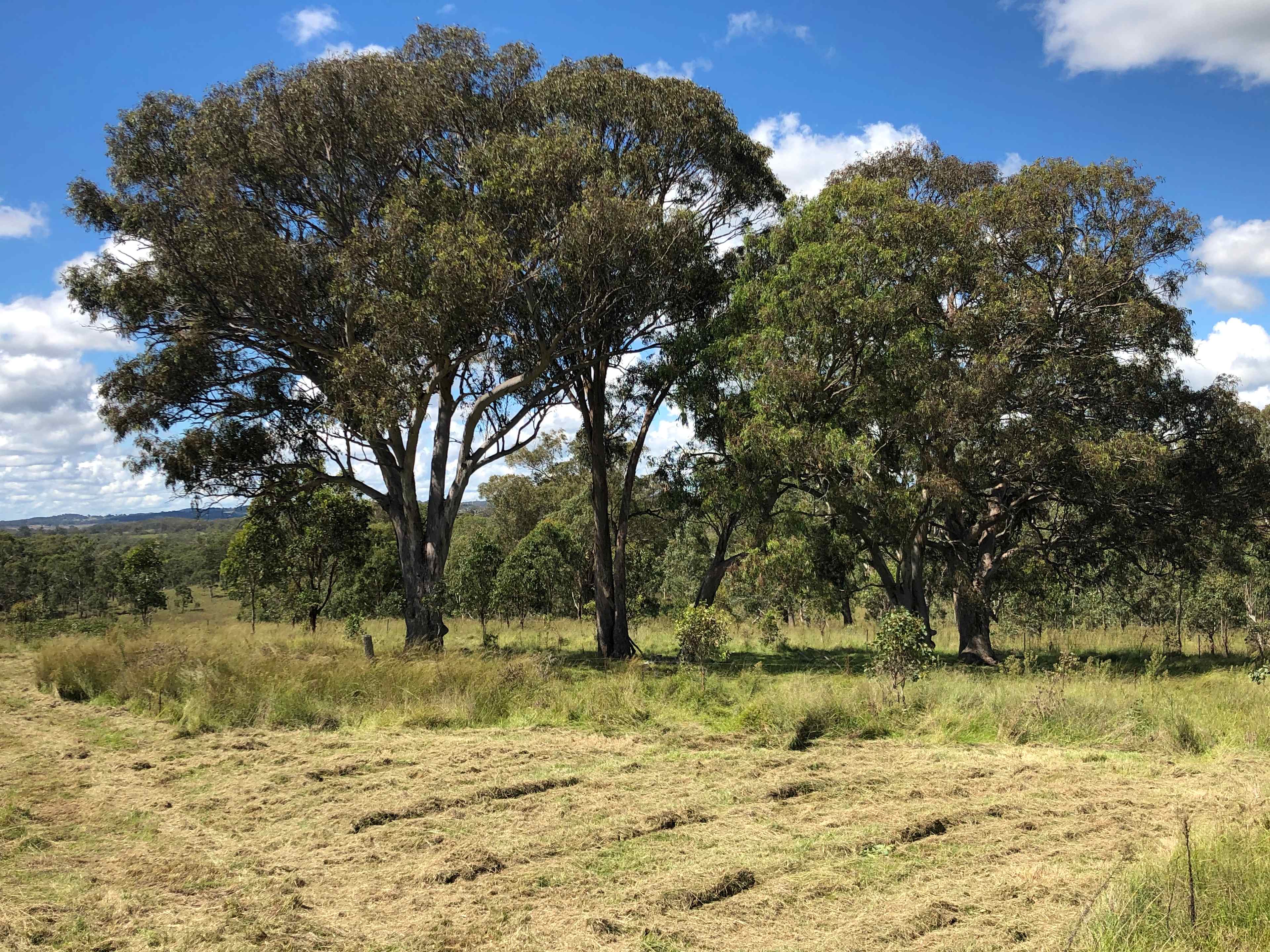 Dalmoak Bush Retreat
