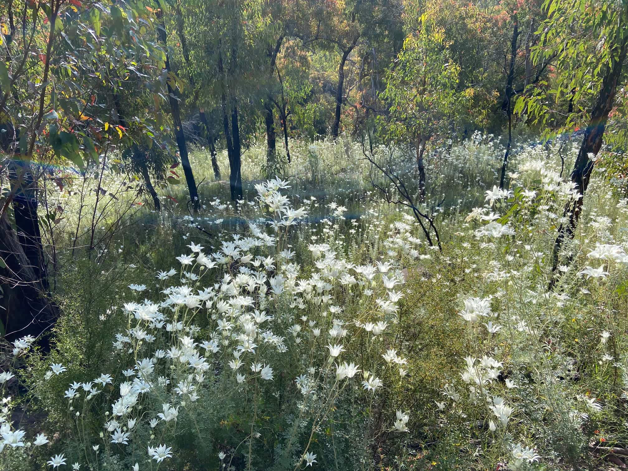 Wollombi Rolling Ridges