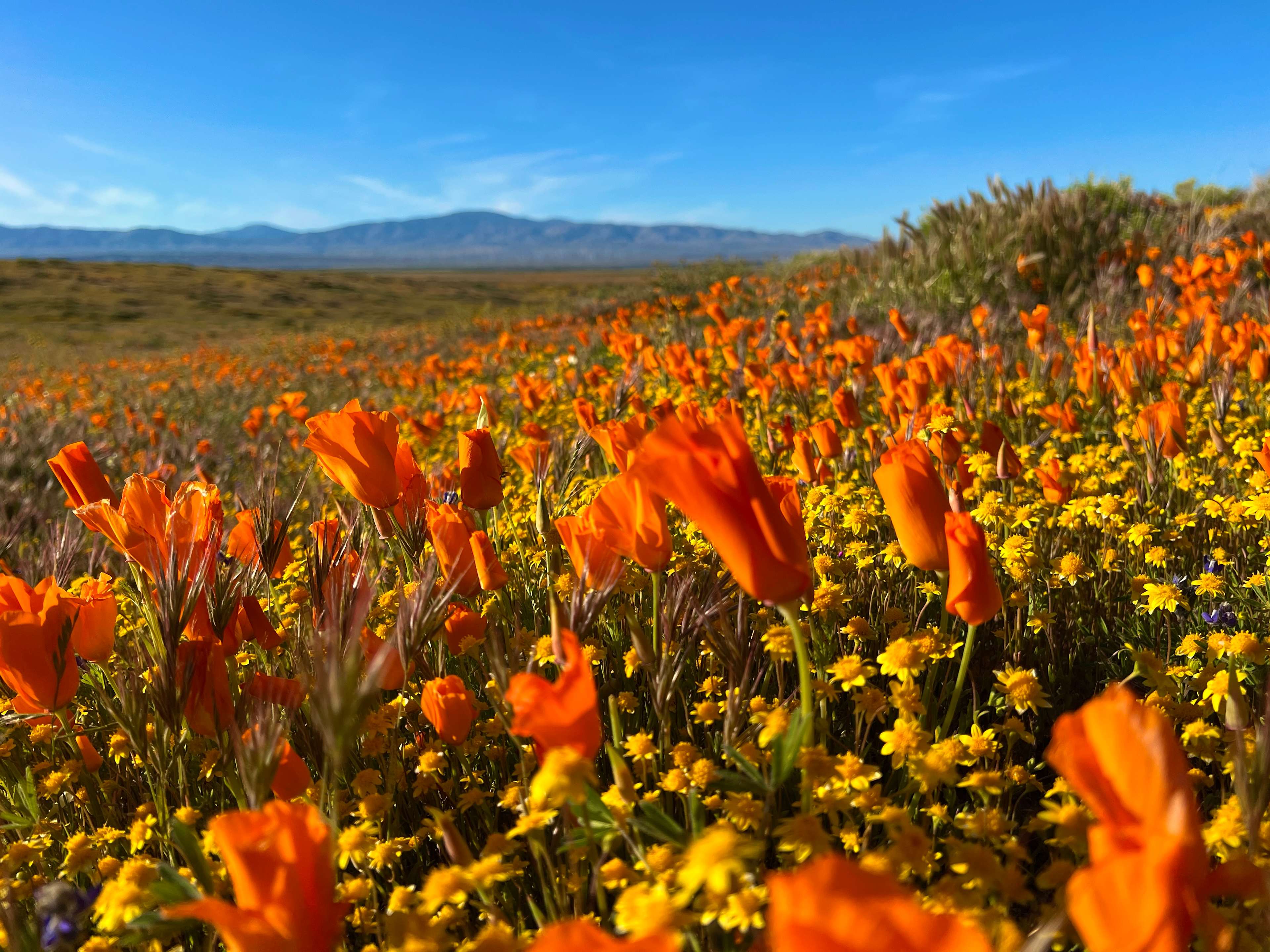 California Poppy & Wildflower Field
