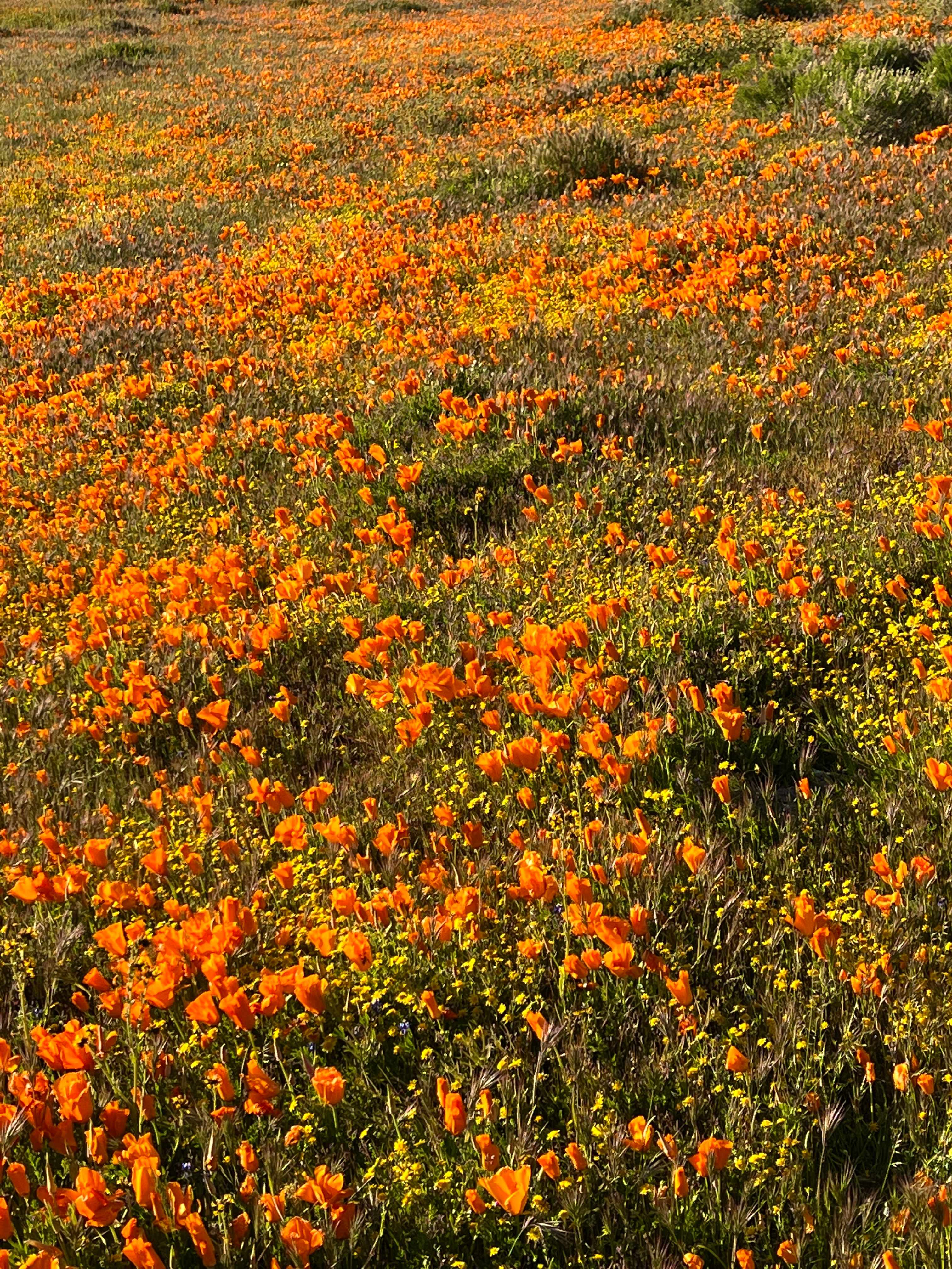 California Poppy & Wildflower Field