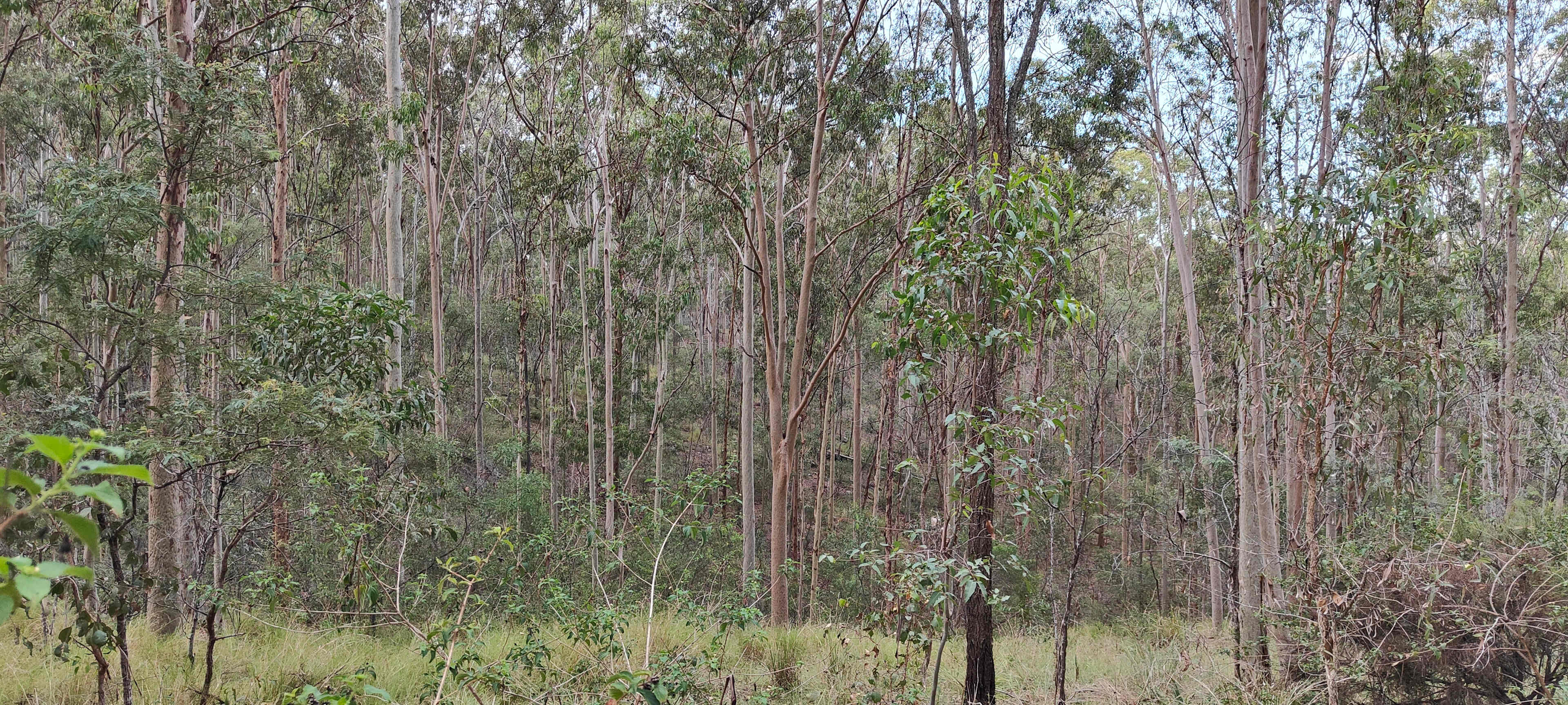 Hunter Downs
