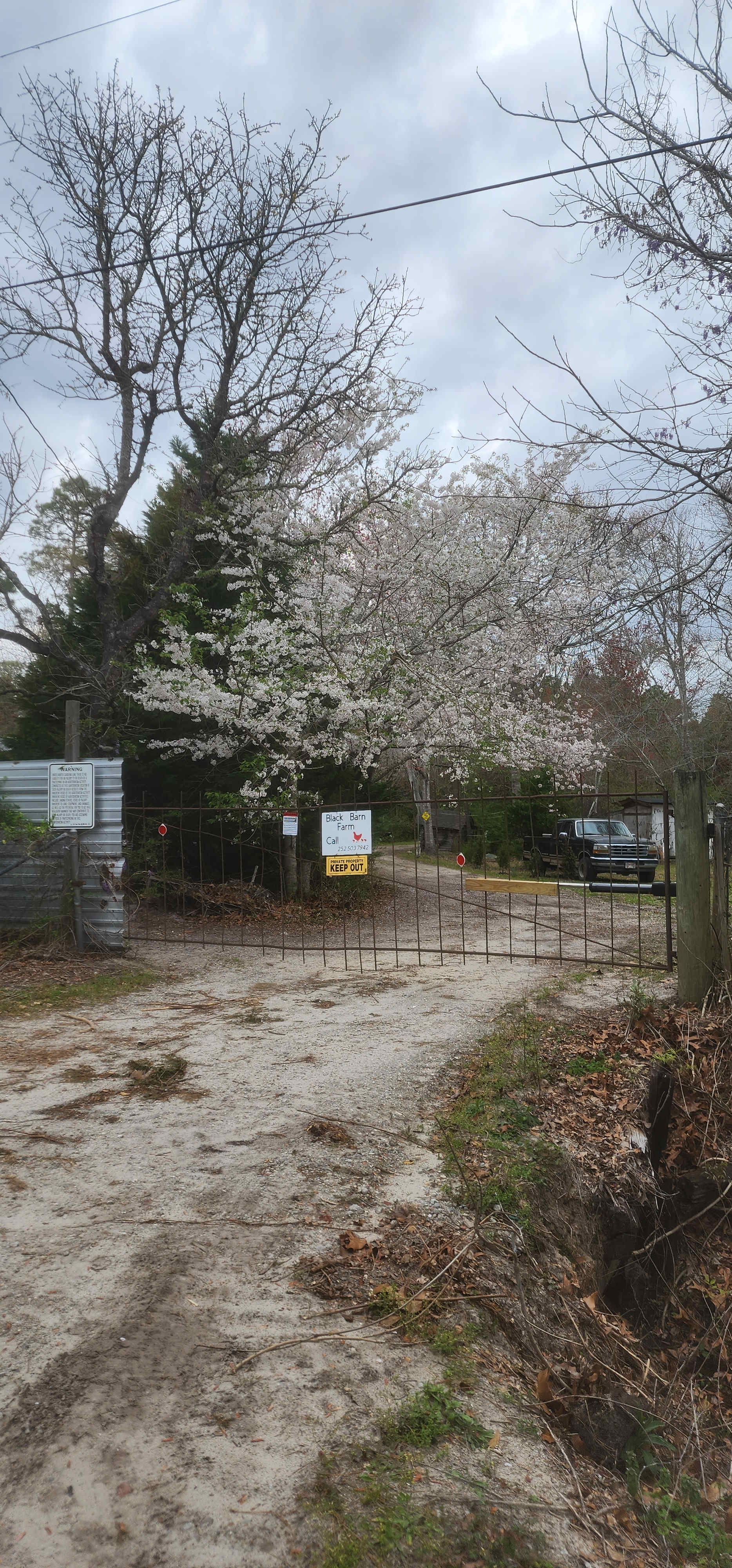 Picture of the site
