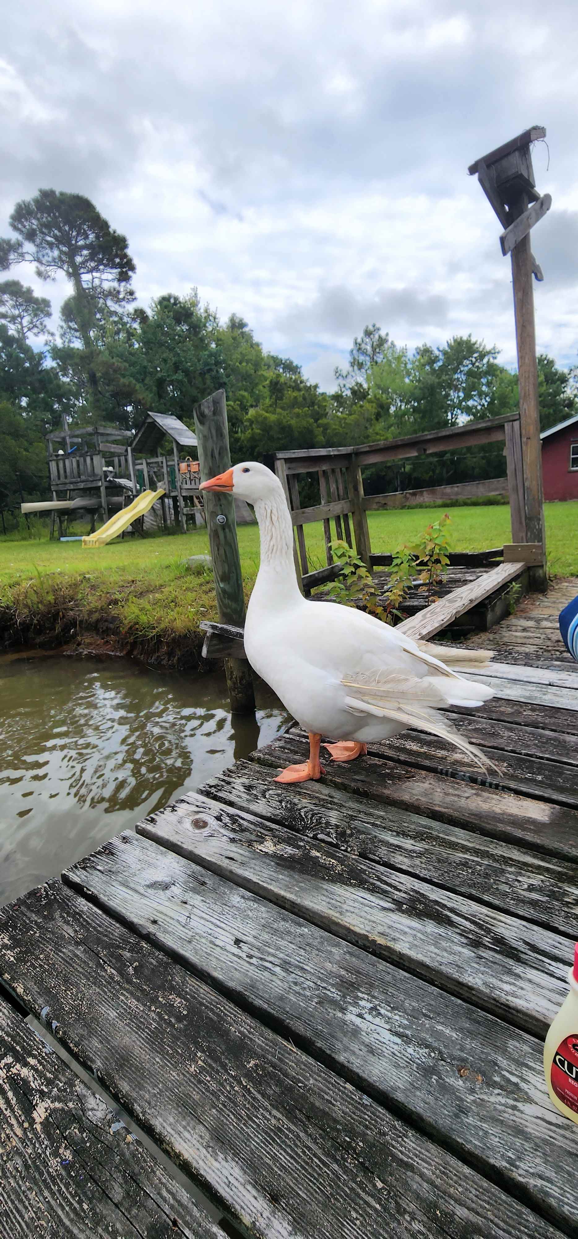 Black Barn Farm