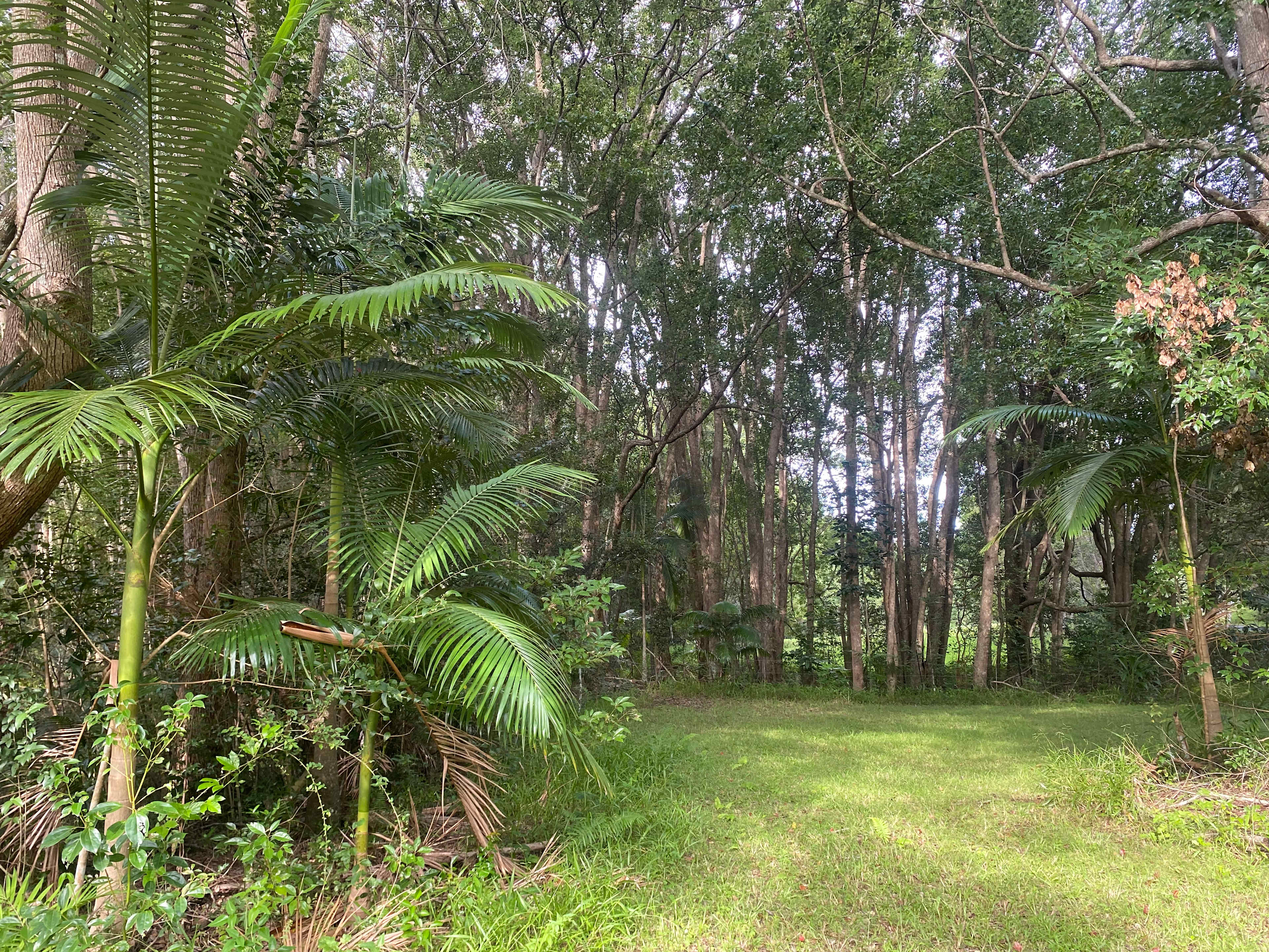
This is a campsite with great shade and hints of sunlight!