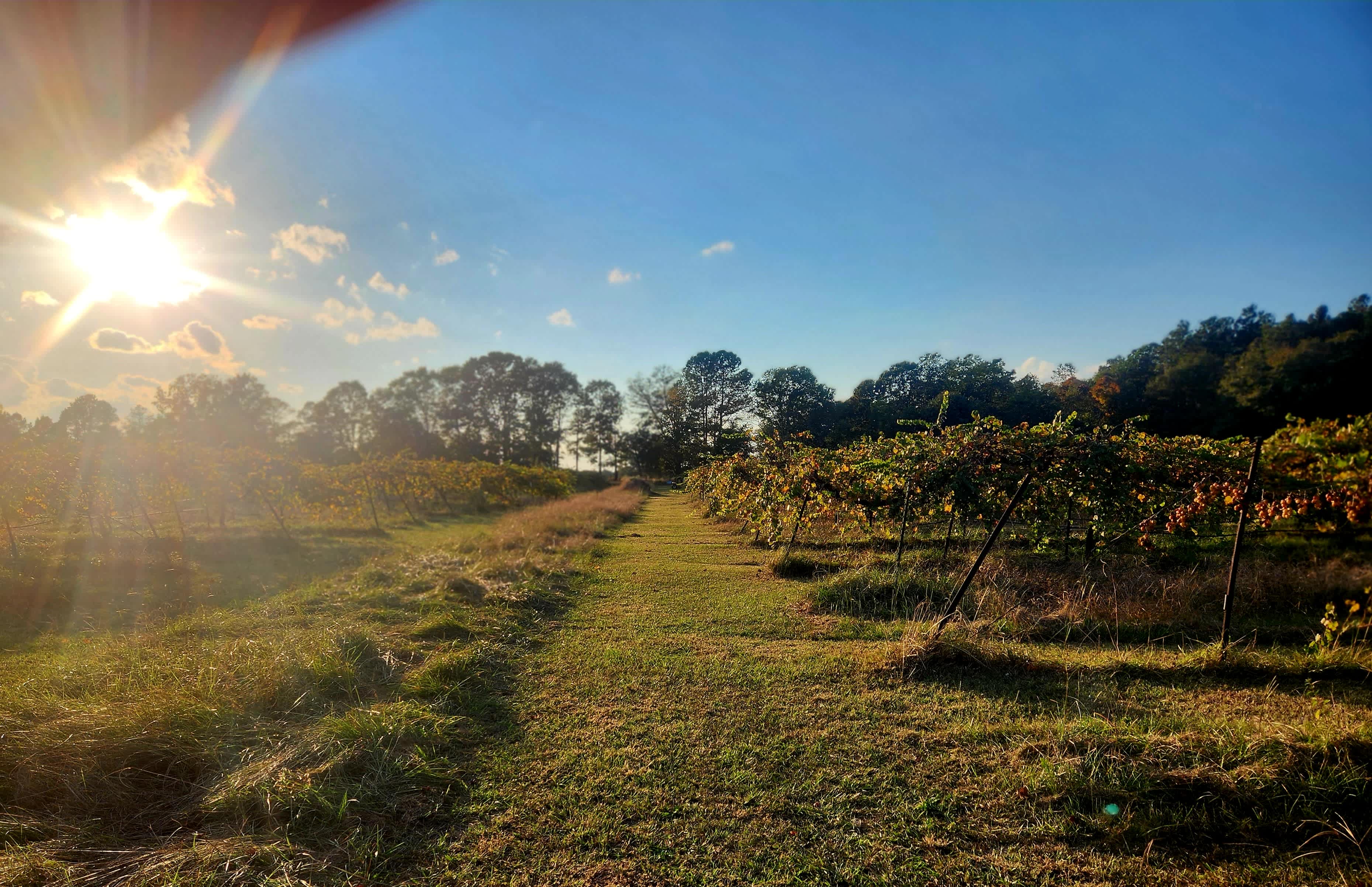 Picture of the site