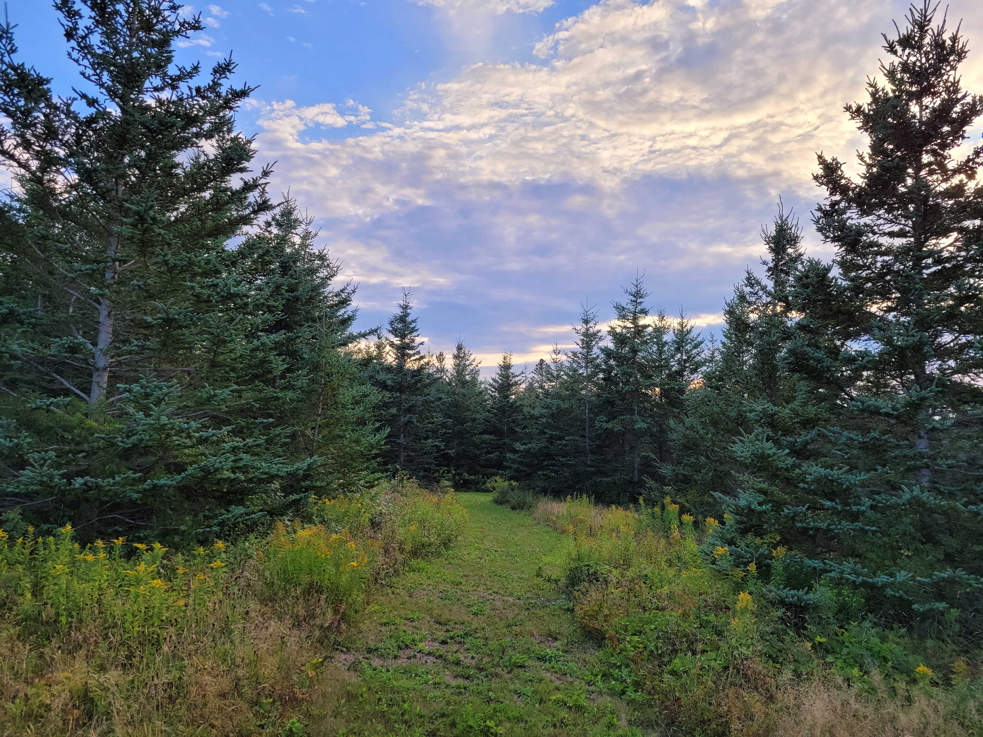 Edelweiss Wilderness Camp