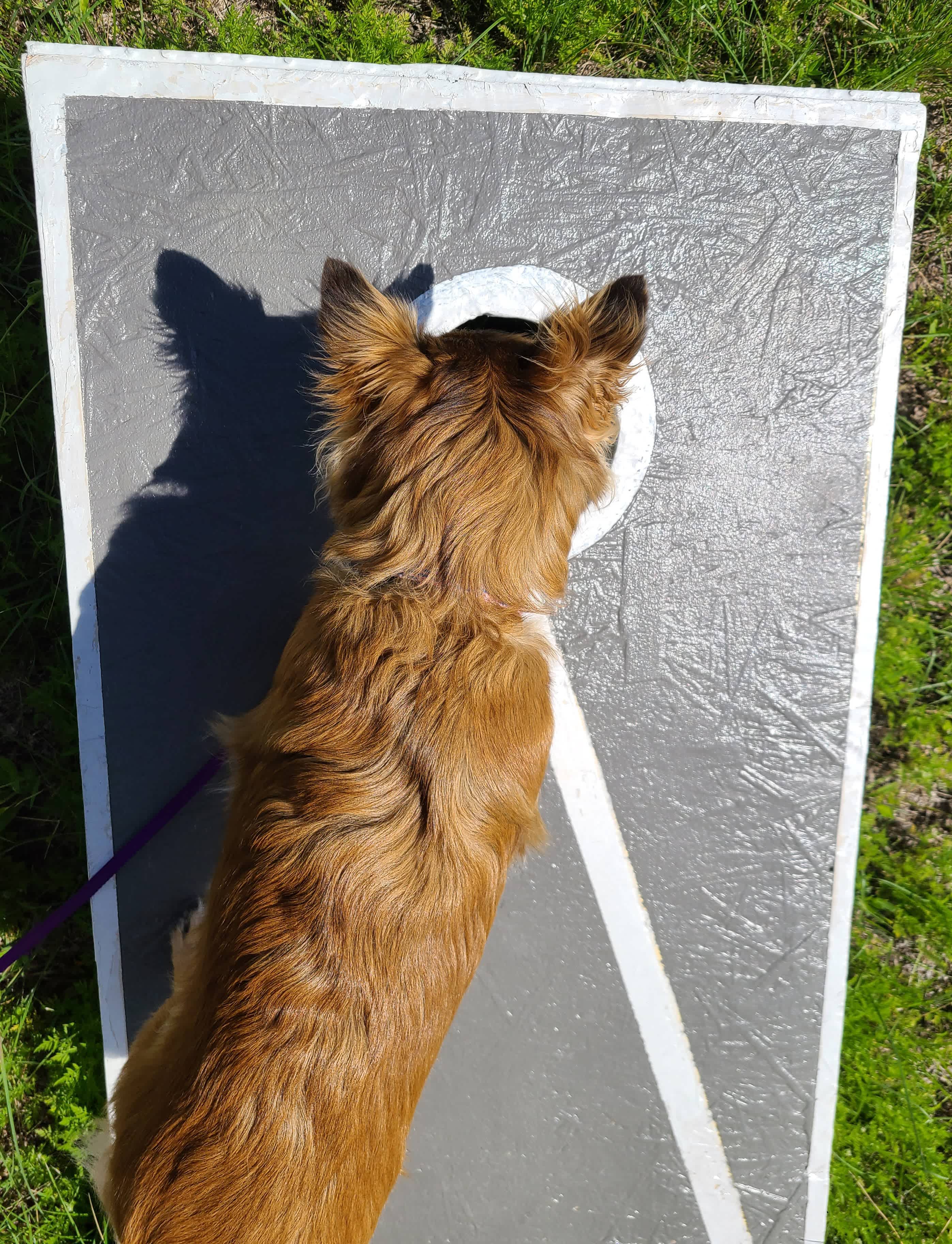 Willow looking into the hole of the game they have to play there. 