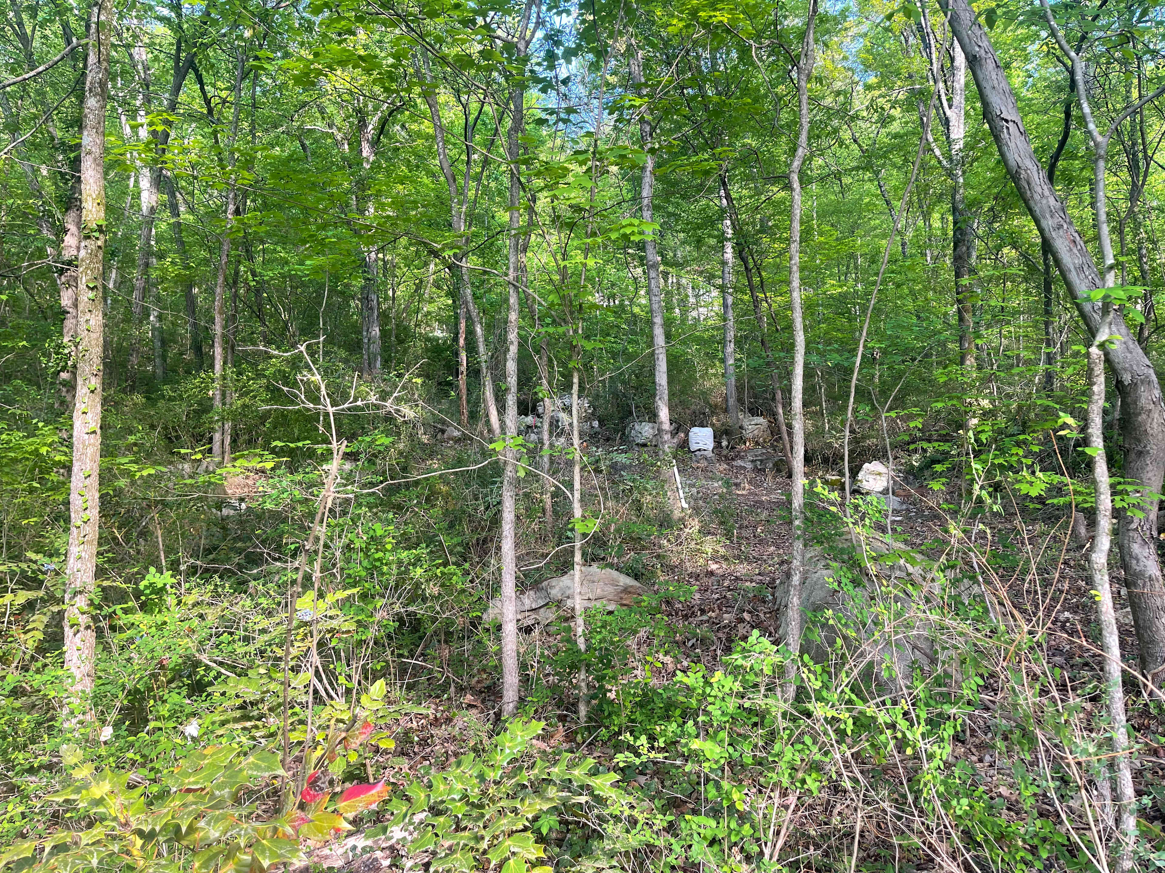 Saint Elmo Forest