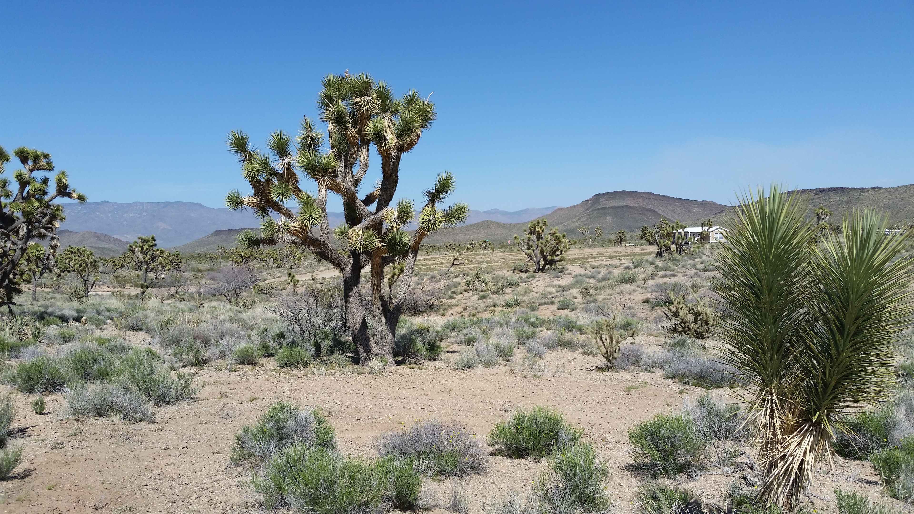 Grand Canyon - Joshua Tree Junction