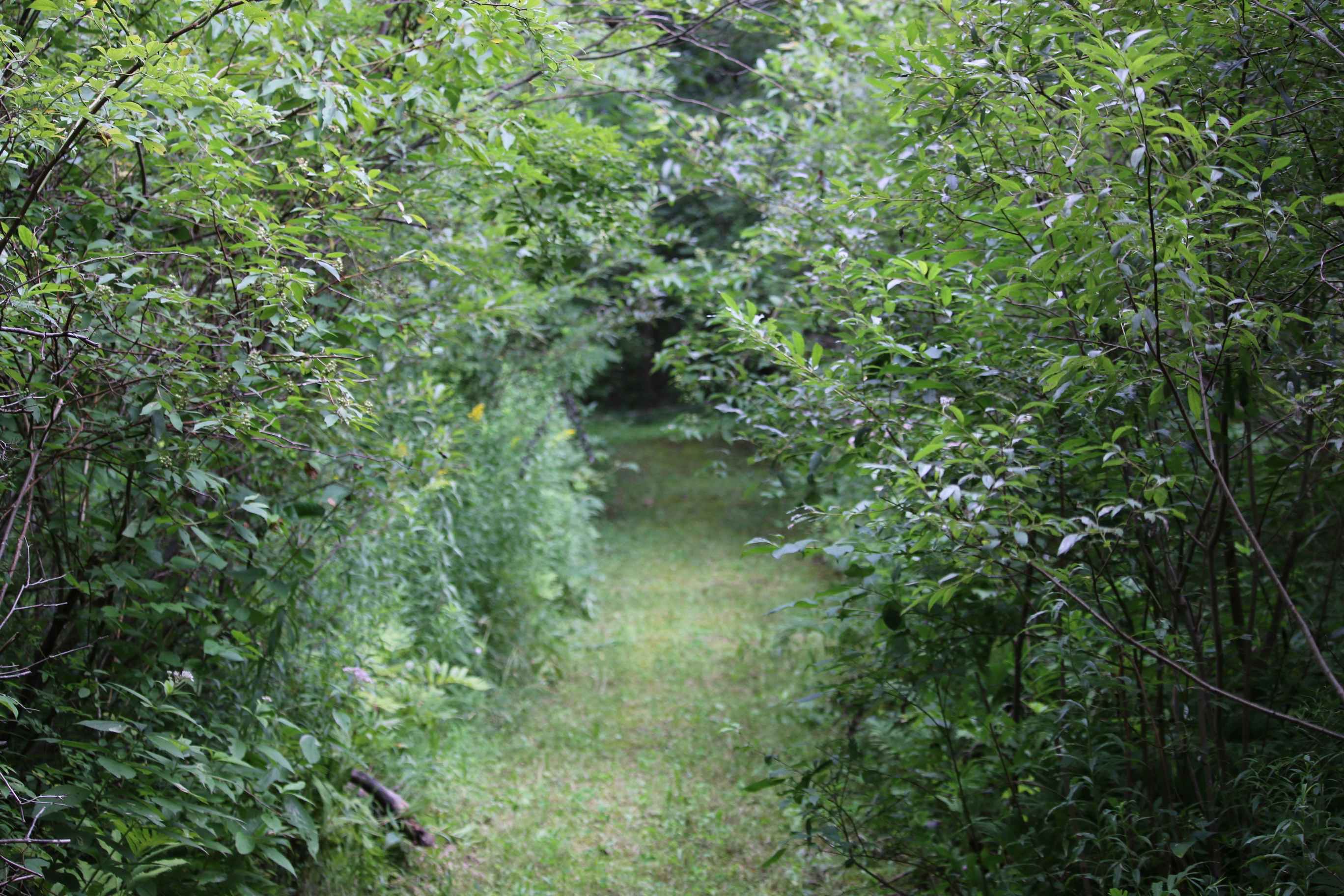 Camp Hart Campsite