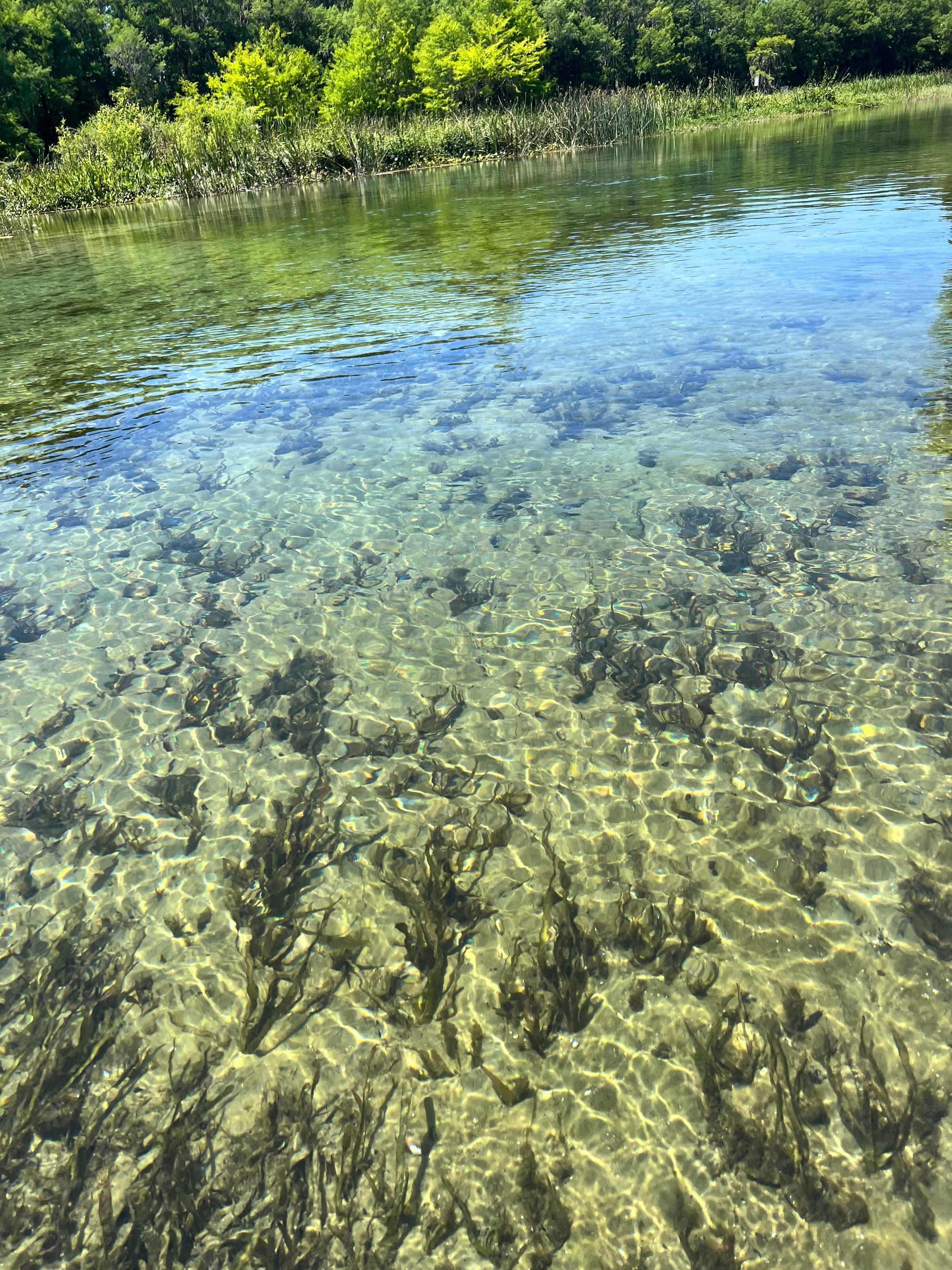 Slice of River Life