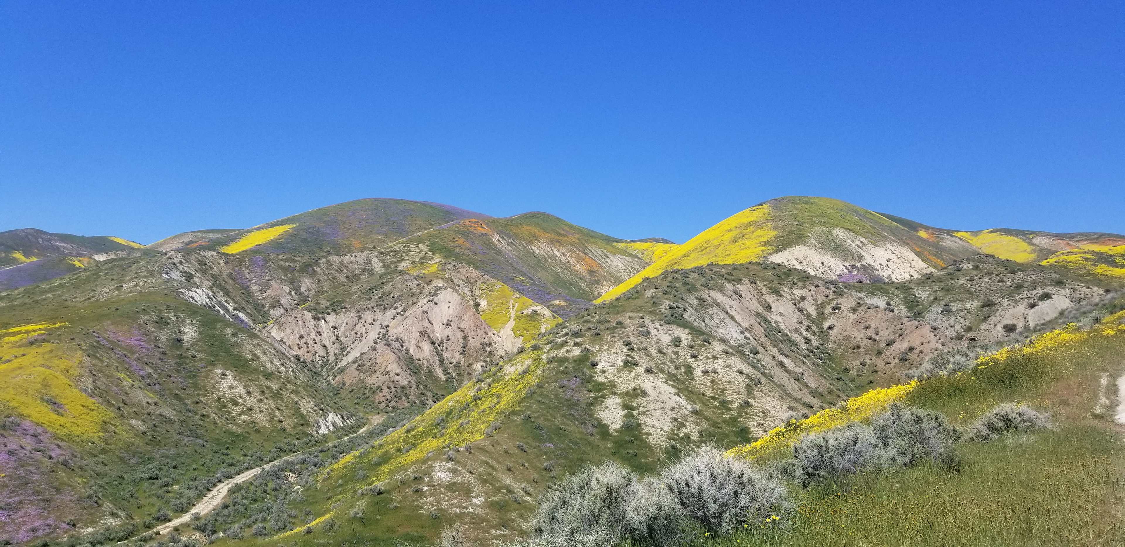 Super Boom in Carrizo Plain National Monument 