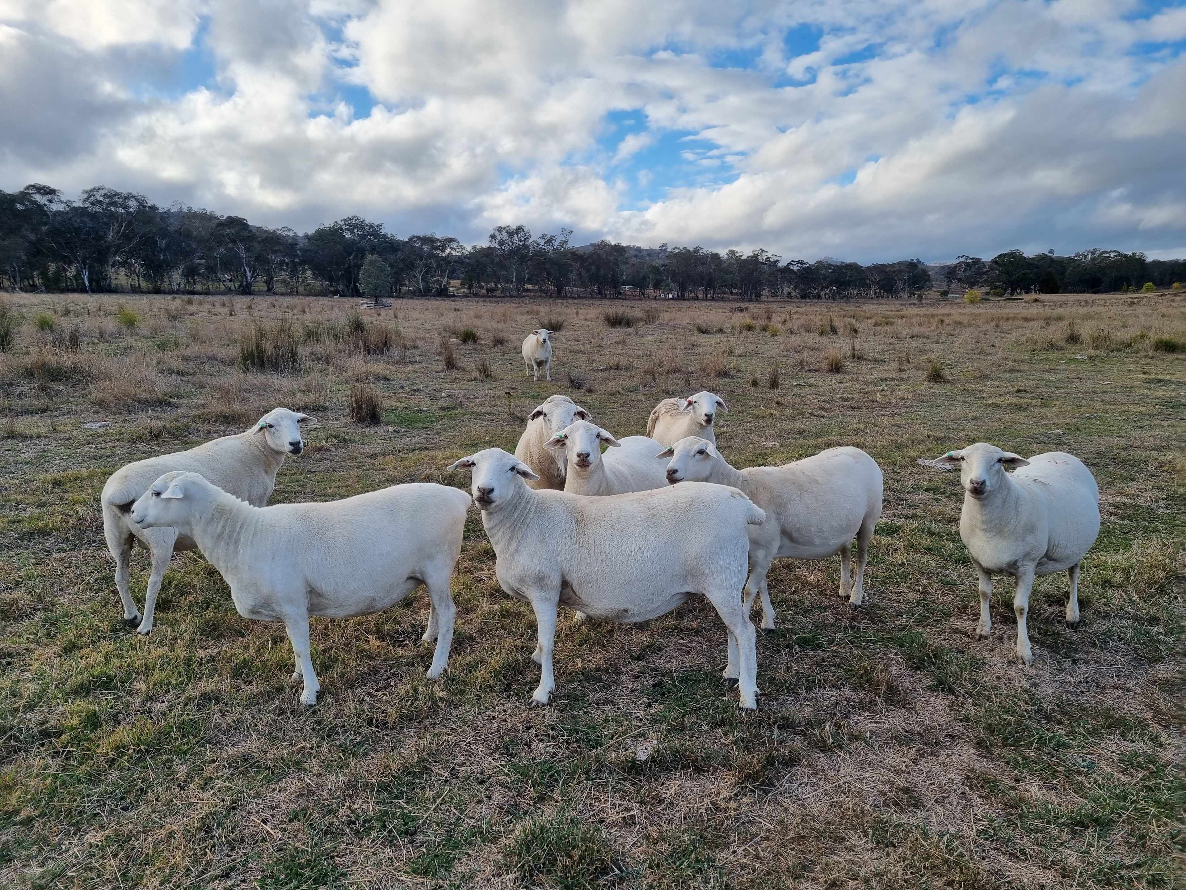 Rubyoaks Farm