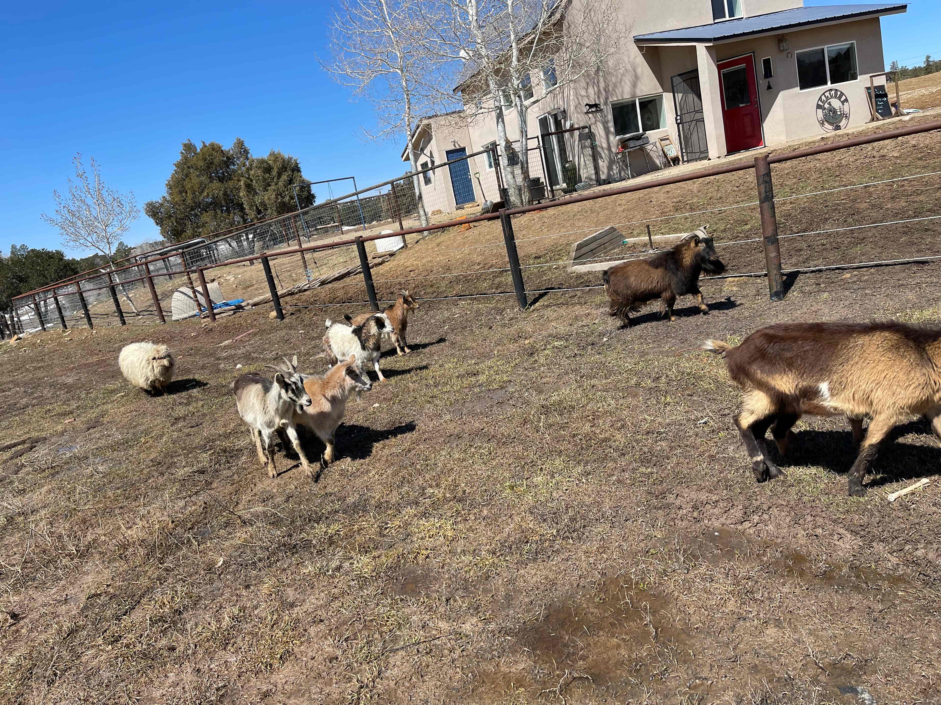 Story Tree Ranch 4 animal lovers!