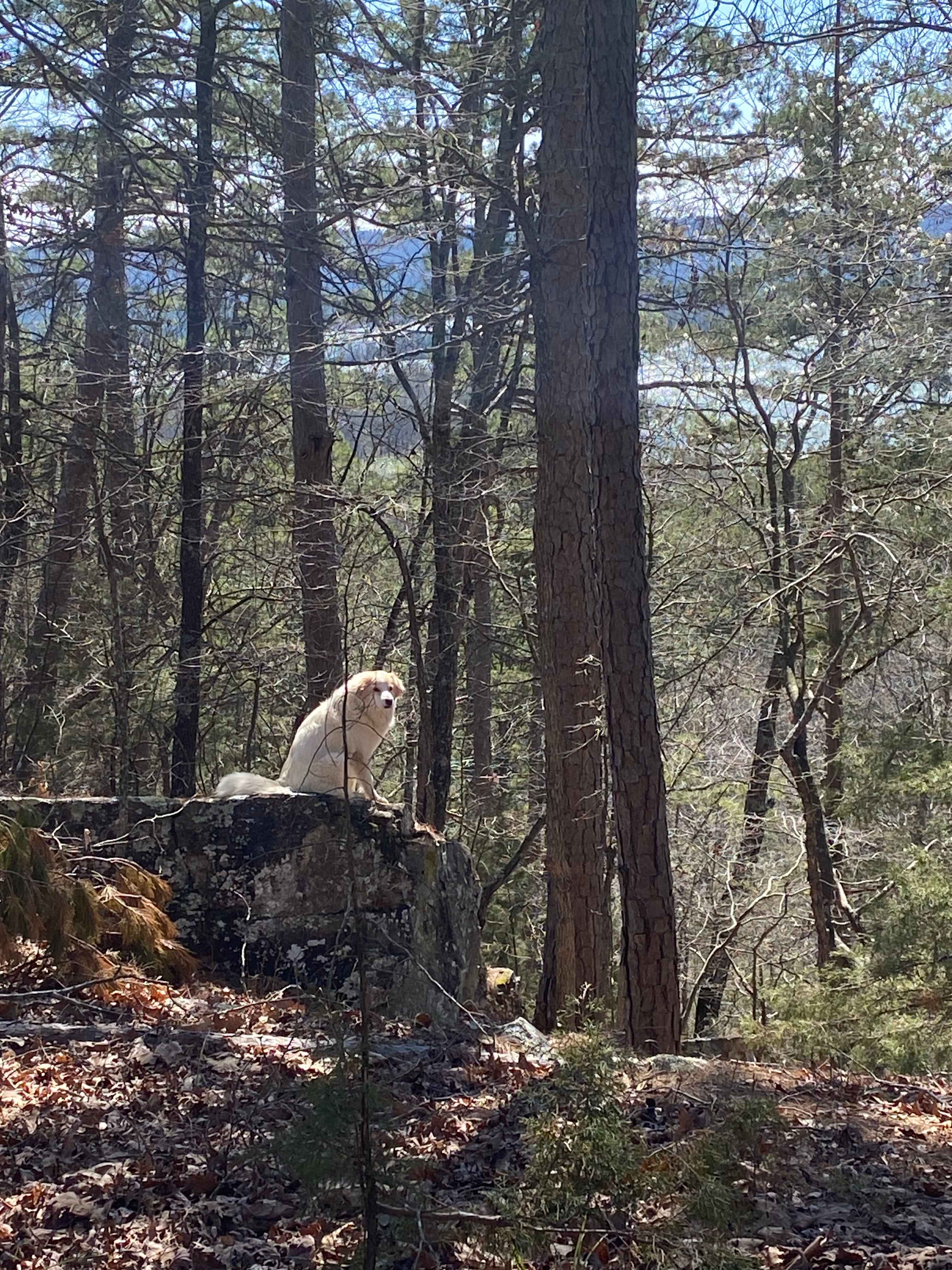 Our animal Guard Dog Fiona - watching from "The Rock"