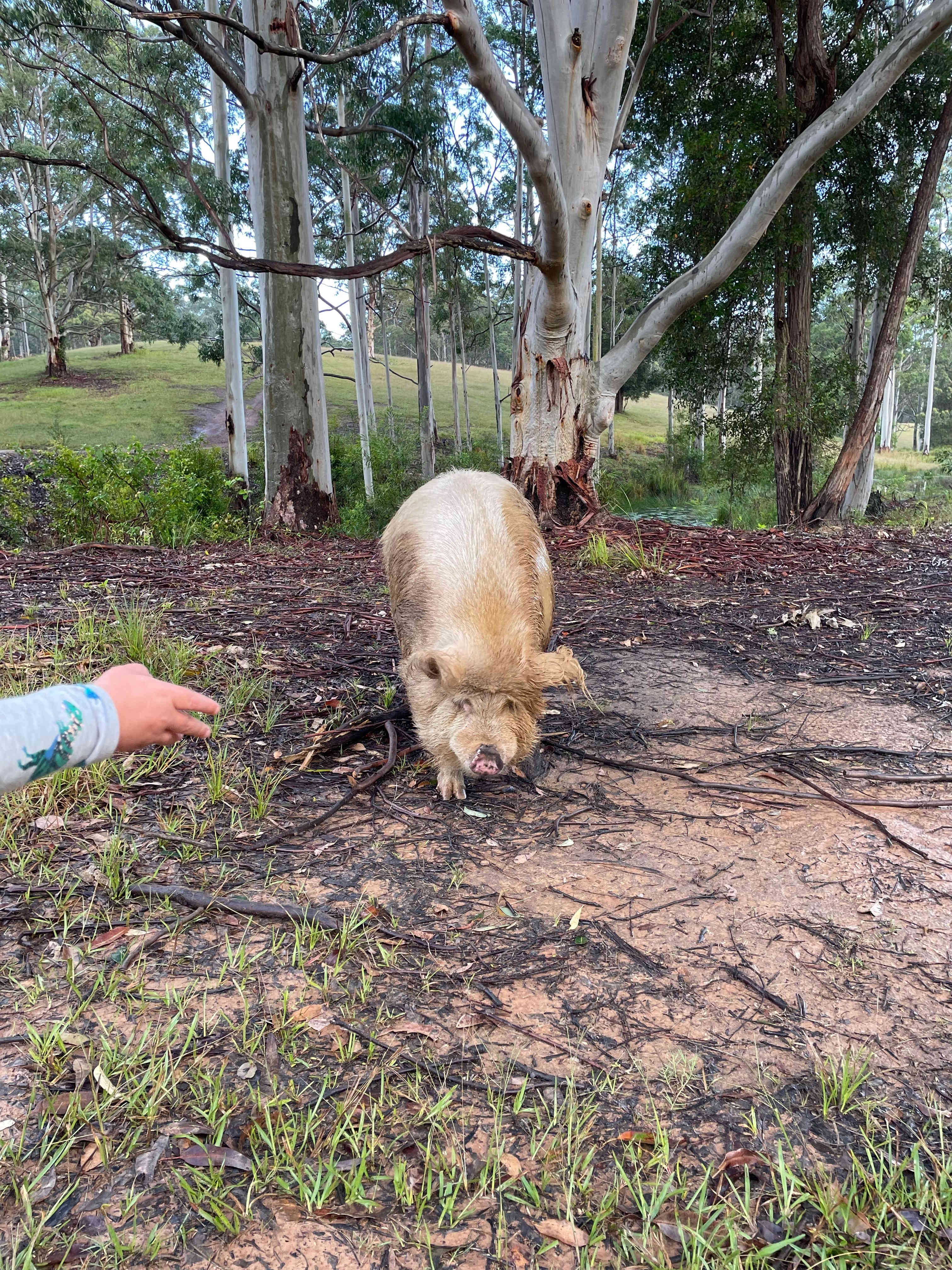 Barney the pet pig!