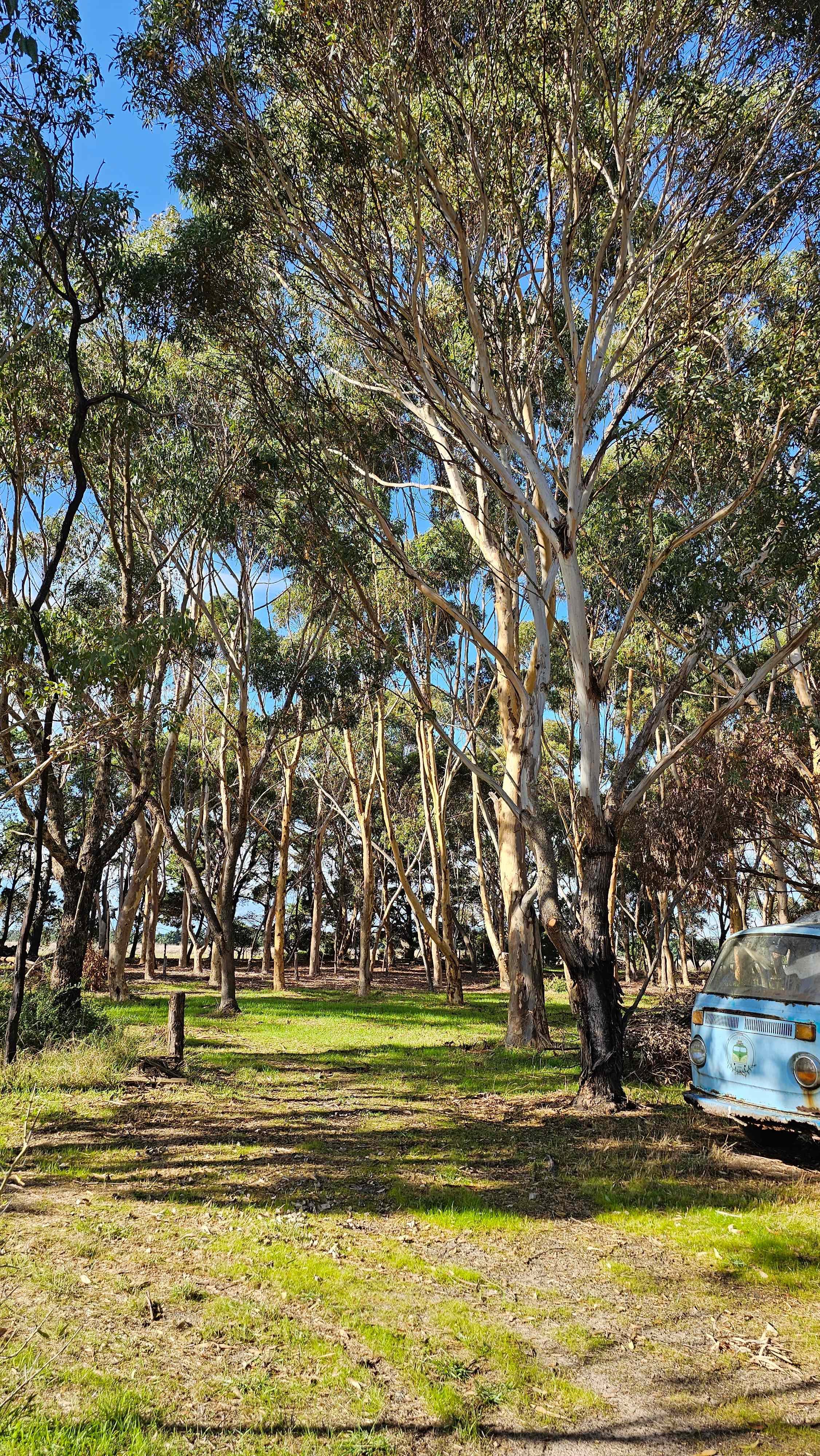 lovely drive through site amongst the gum trees overlooking vw's.