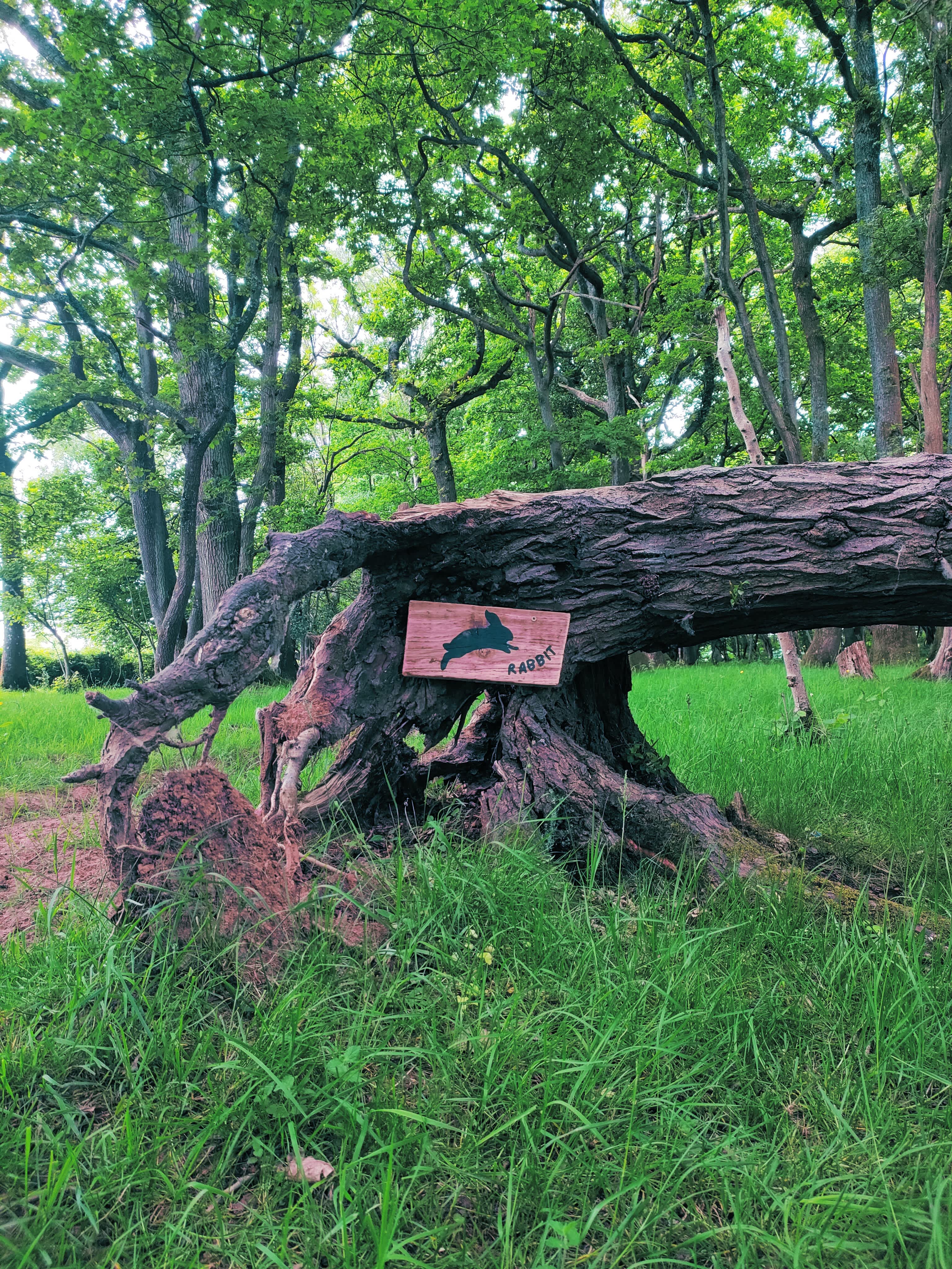 Woodland Activity