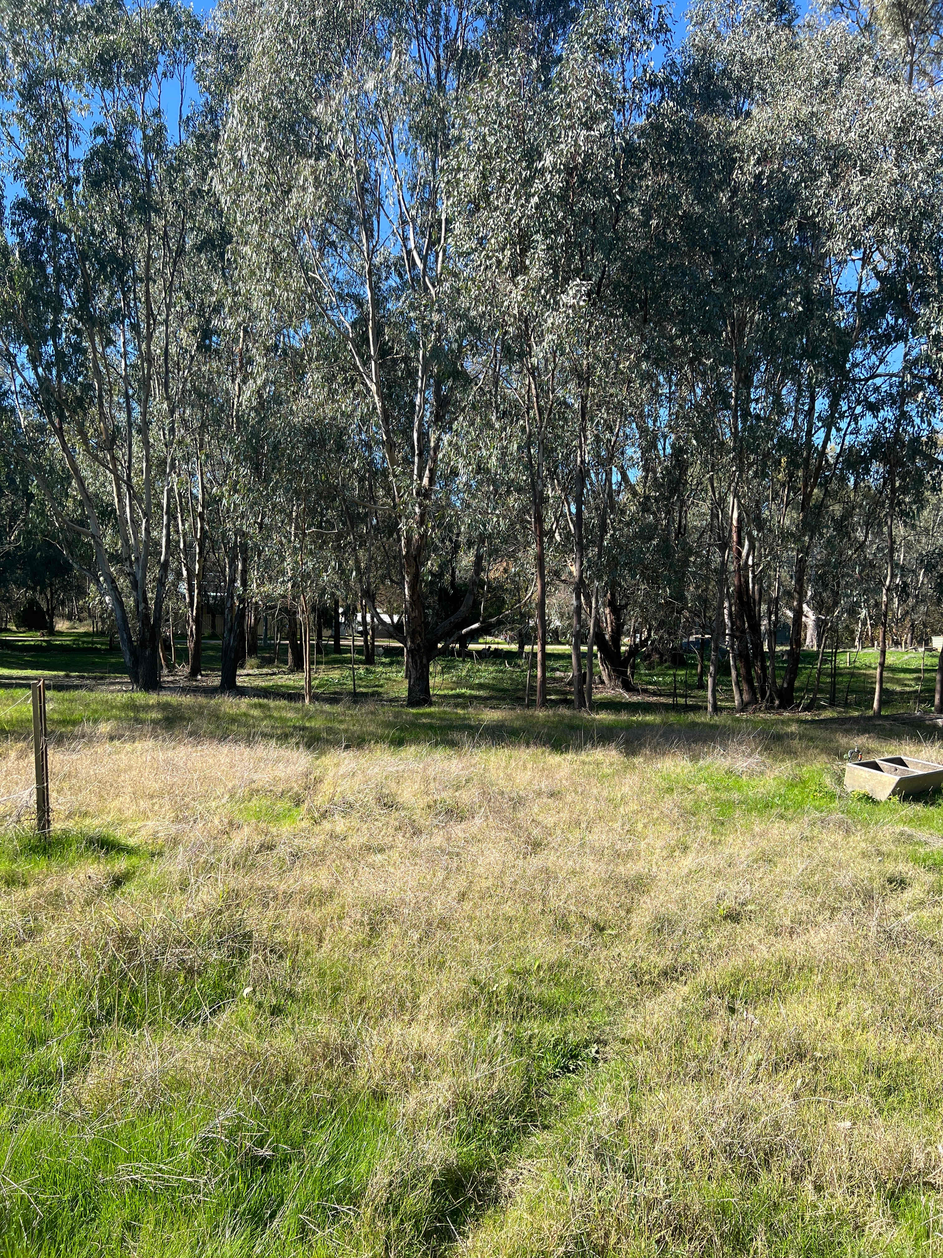 River Gum Paddock