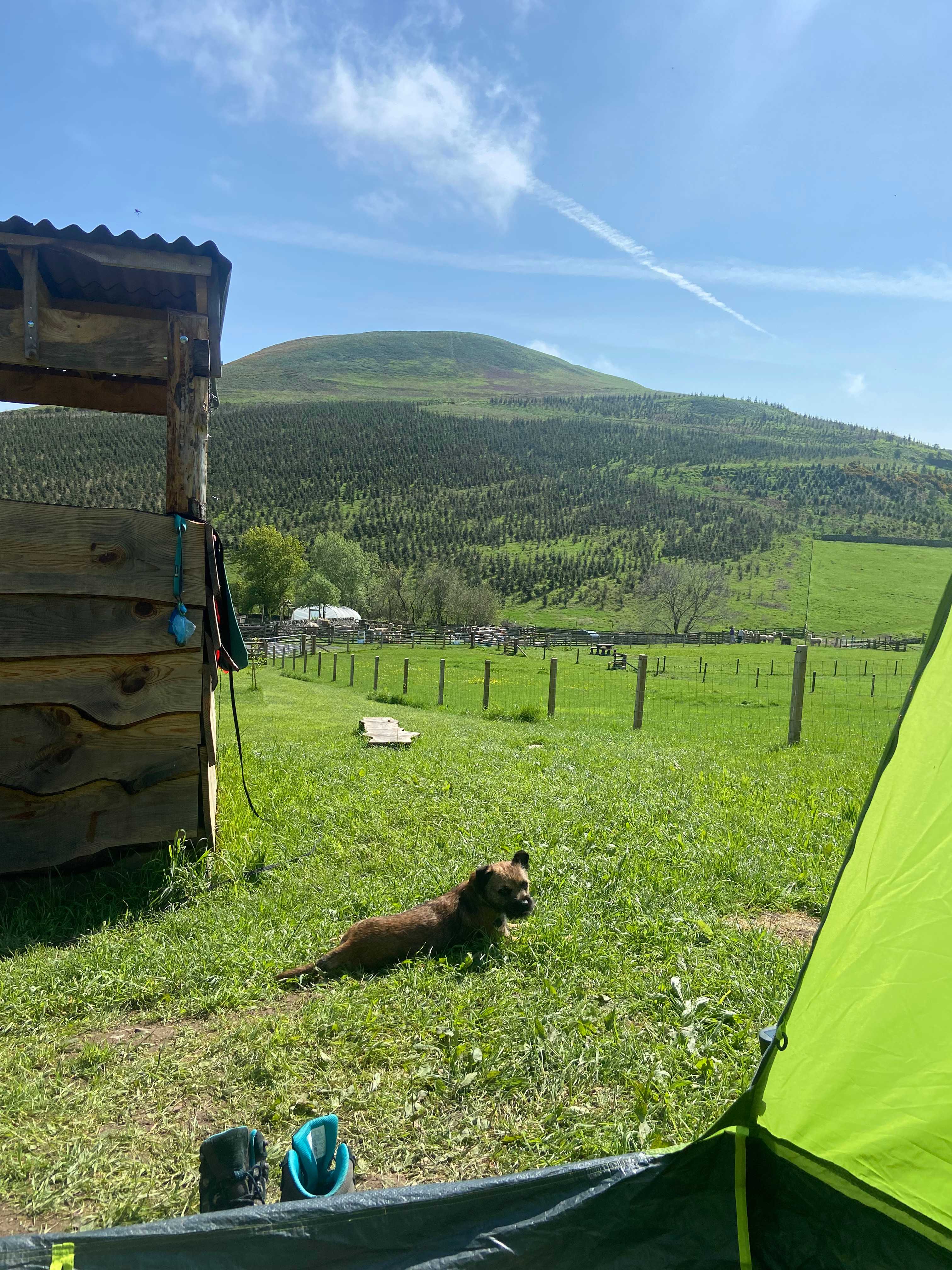 Beirhope Alpacas