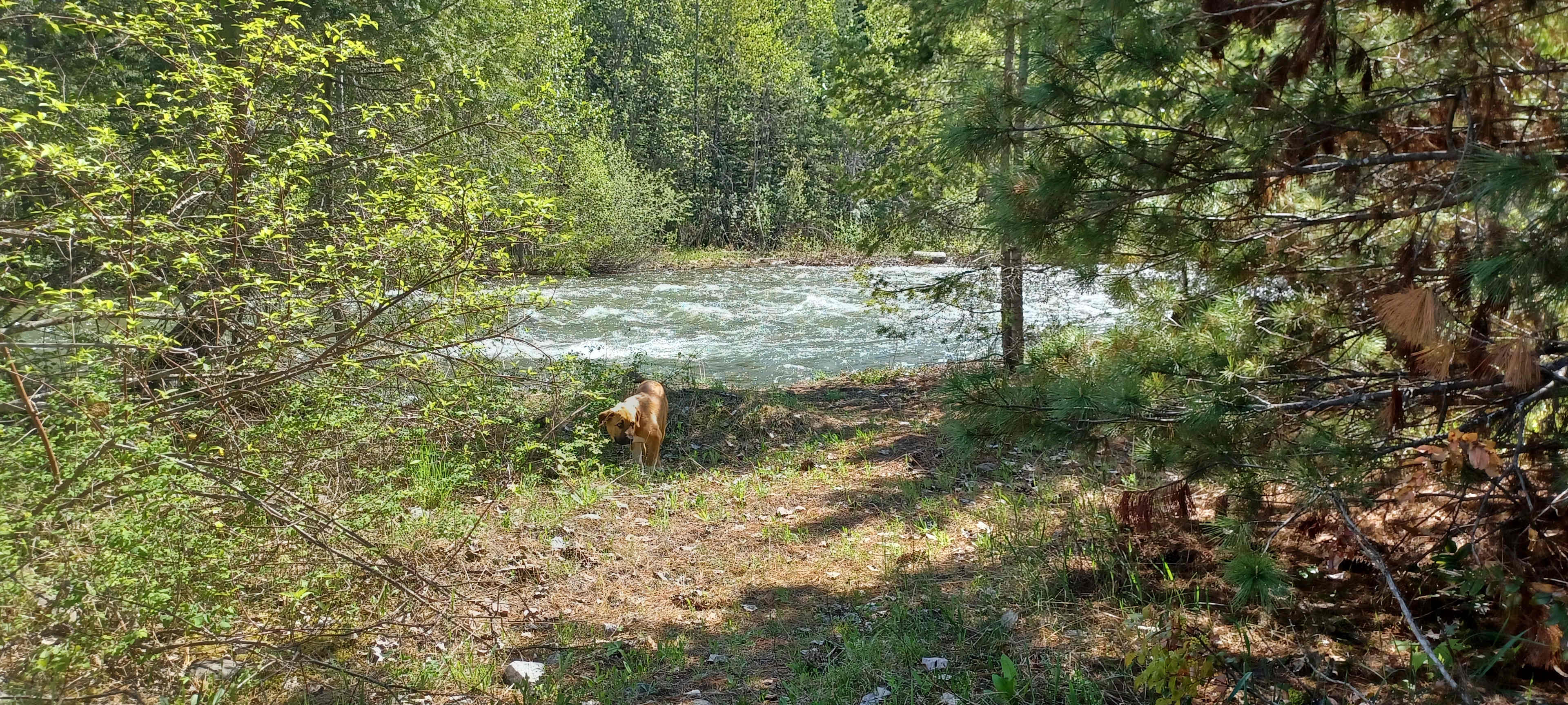 Flowing creek sounds to fall asleep to under starry skies