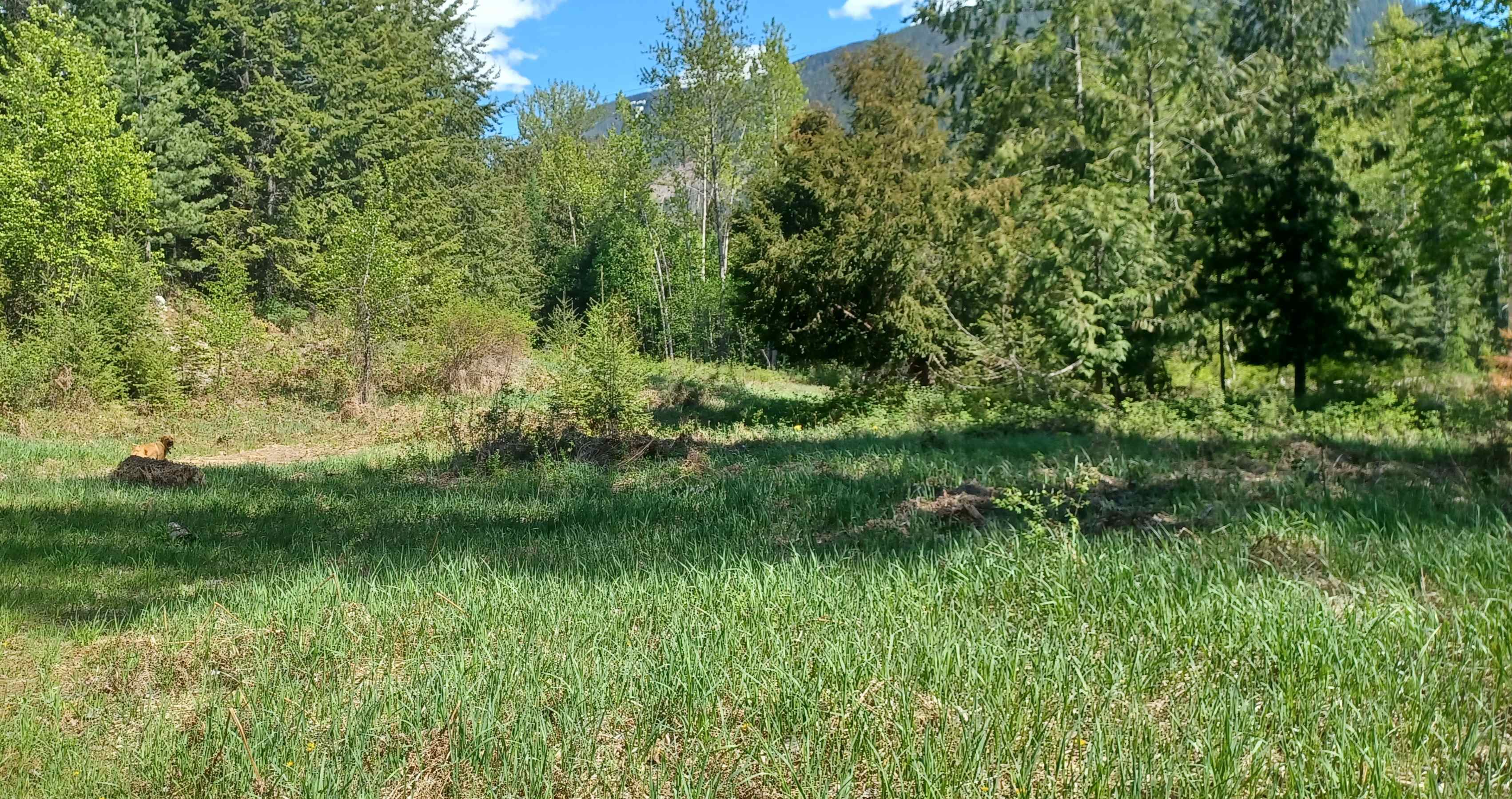 Mostly level grassy surface