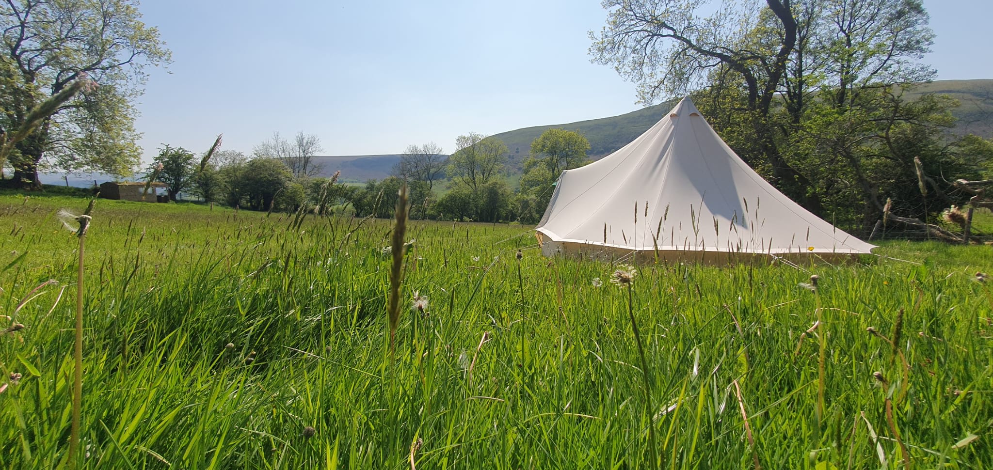 Our 5m bell tents are surrounded by wildflower meadow :)