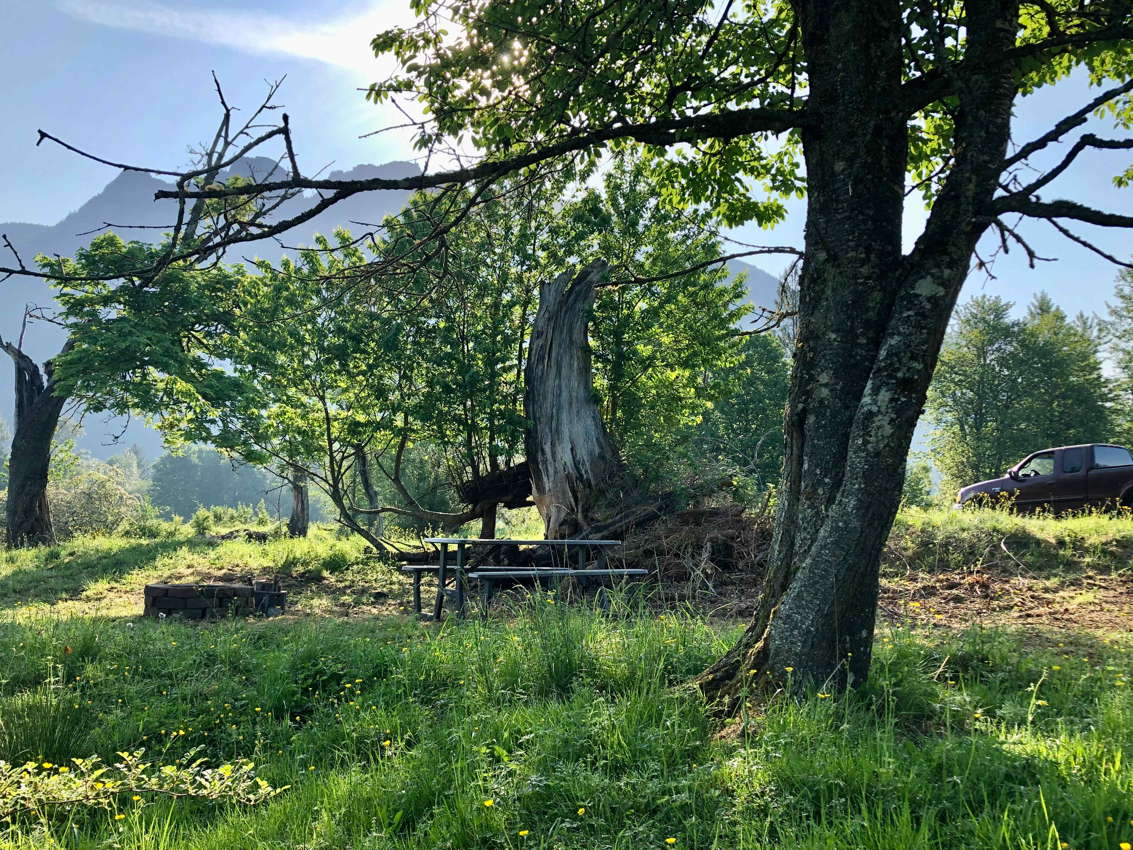 Hollow Tree Camp