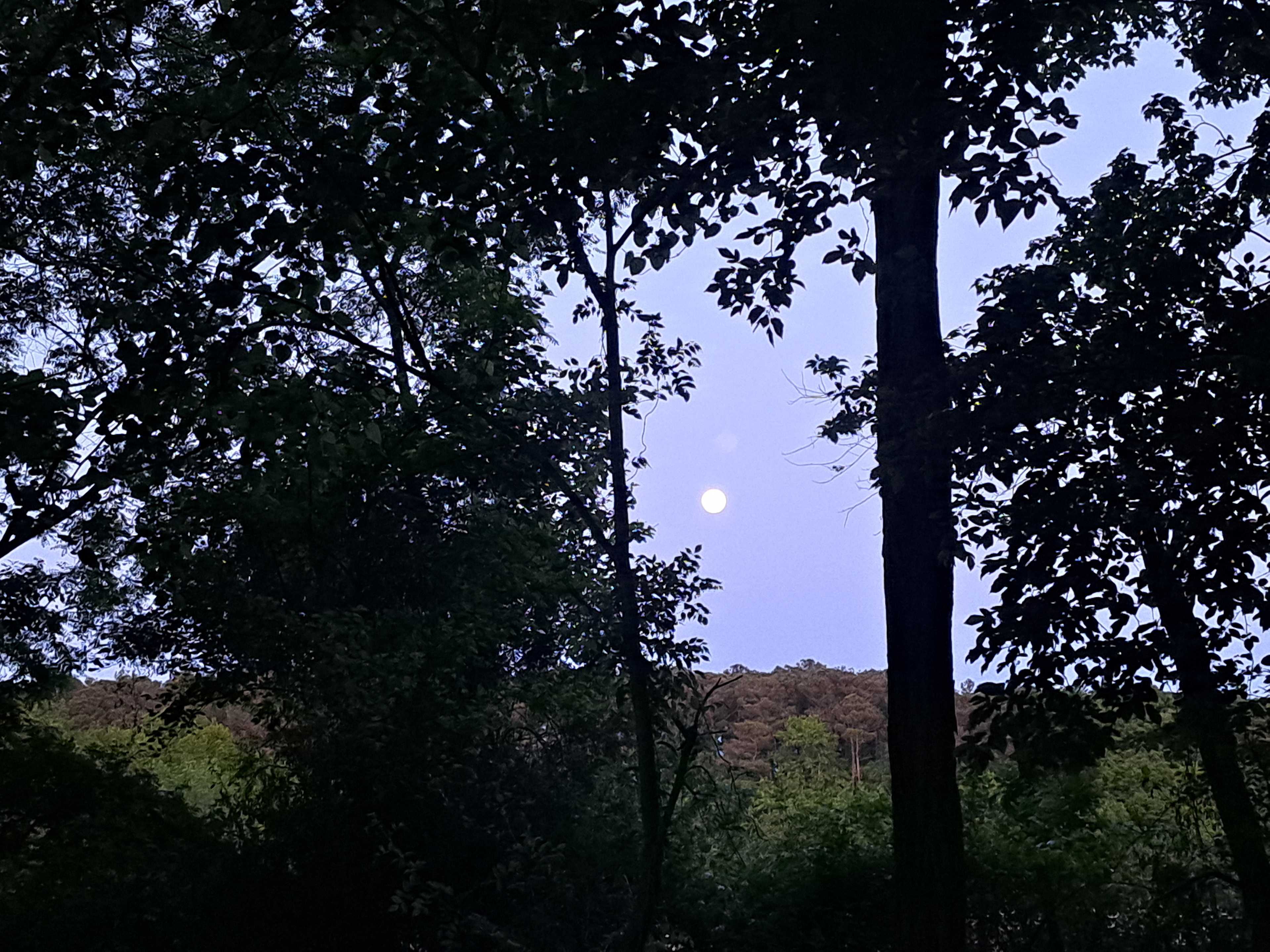 Watershed Woods