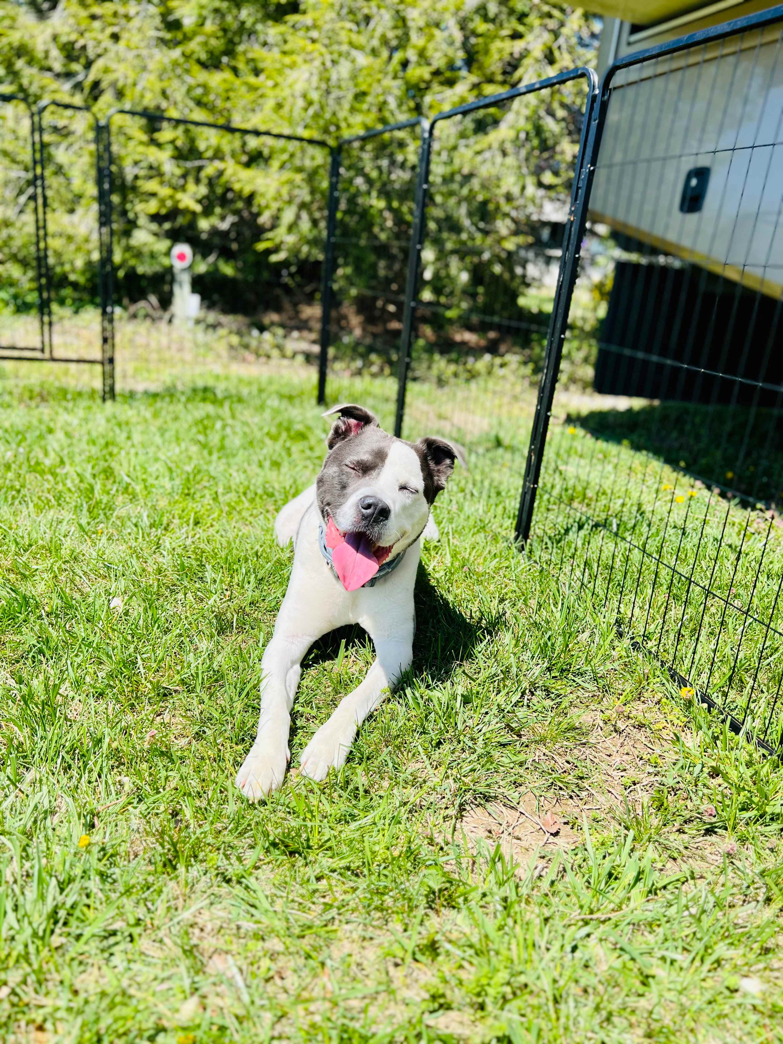 Huck and Buck Farm Sanctuary