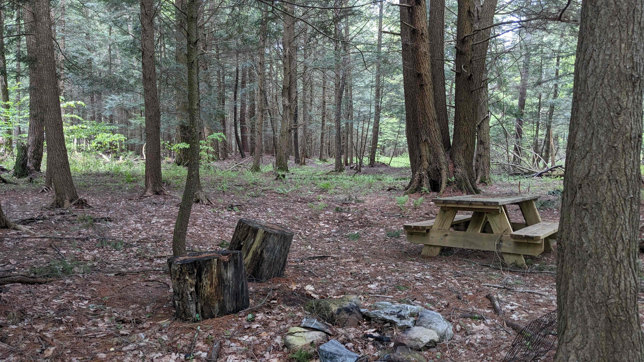 Picture of the site