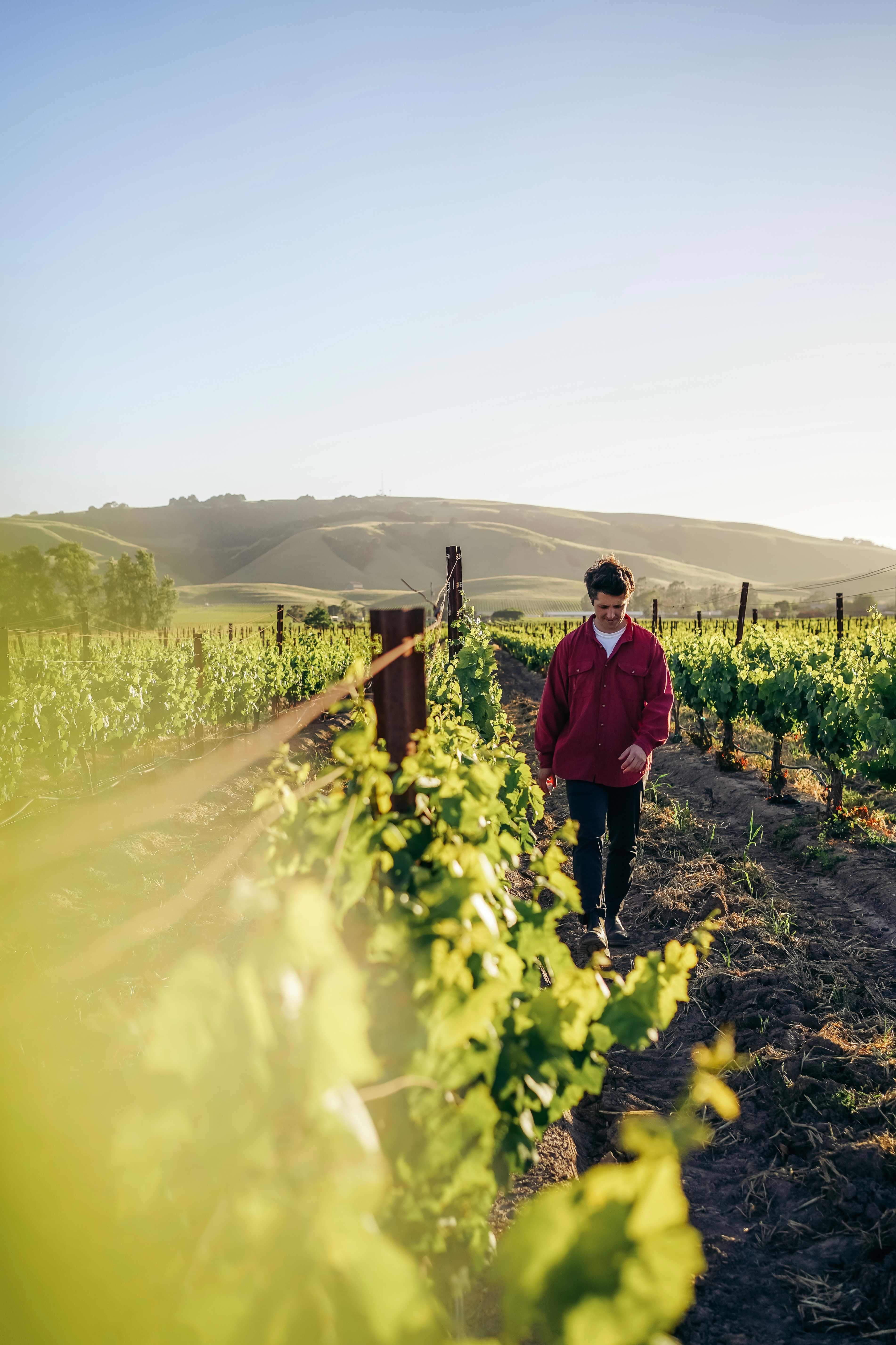 a walk on the vinyard