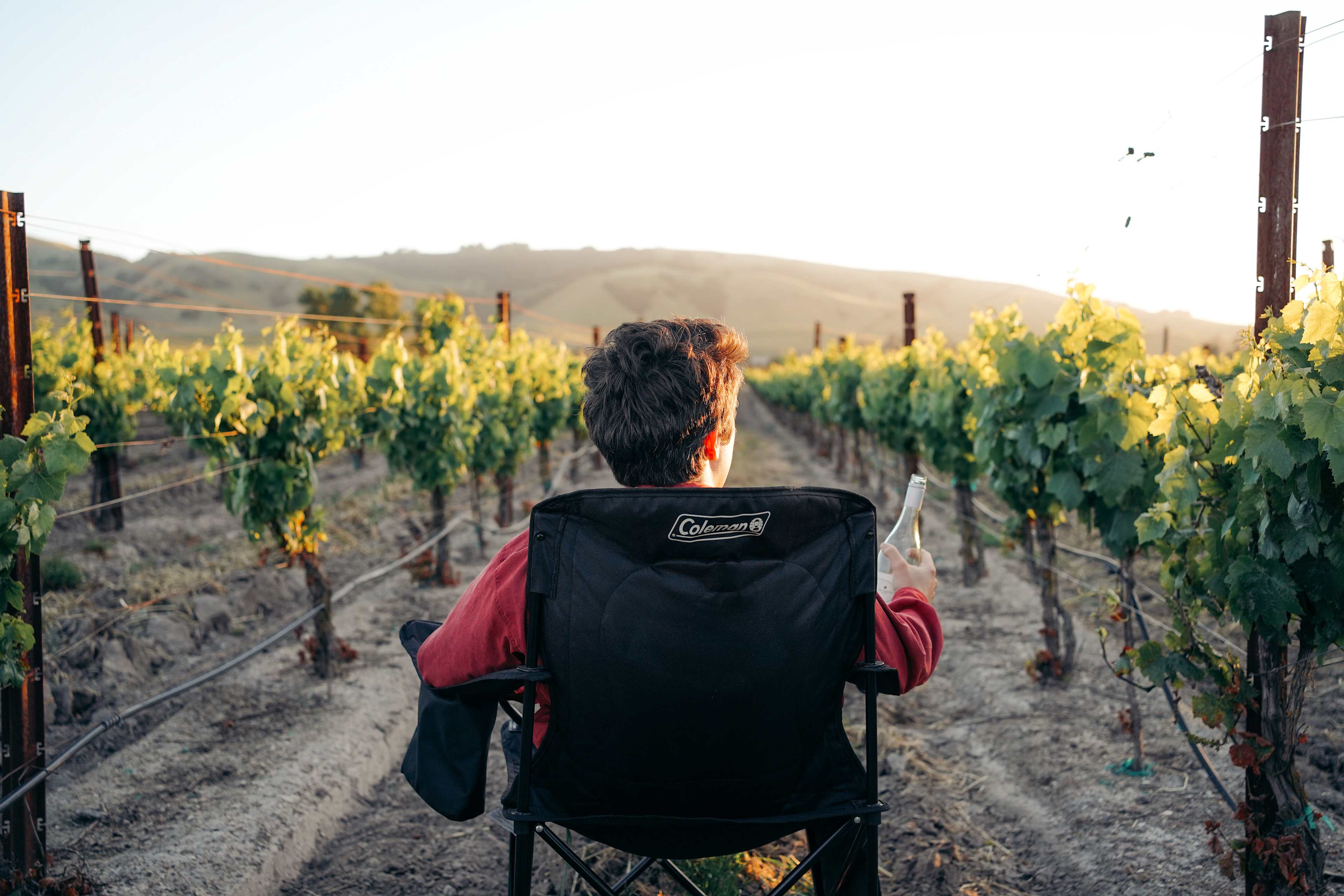 sunset in the vinyard