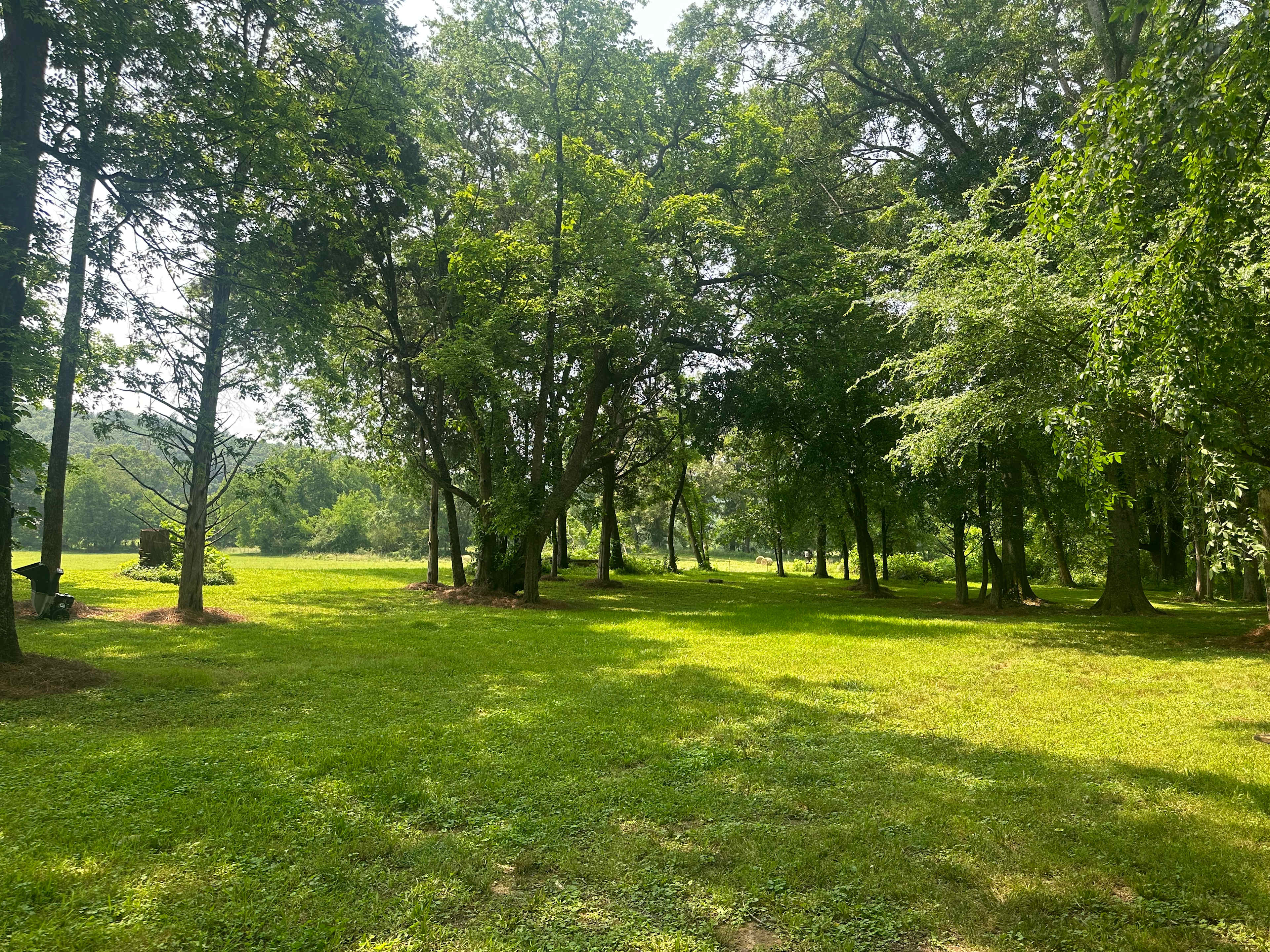 Firefly on Big Cedar