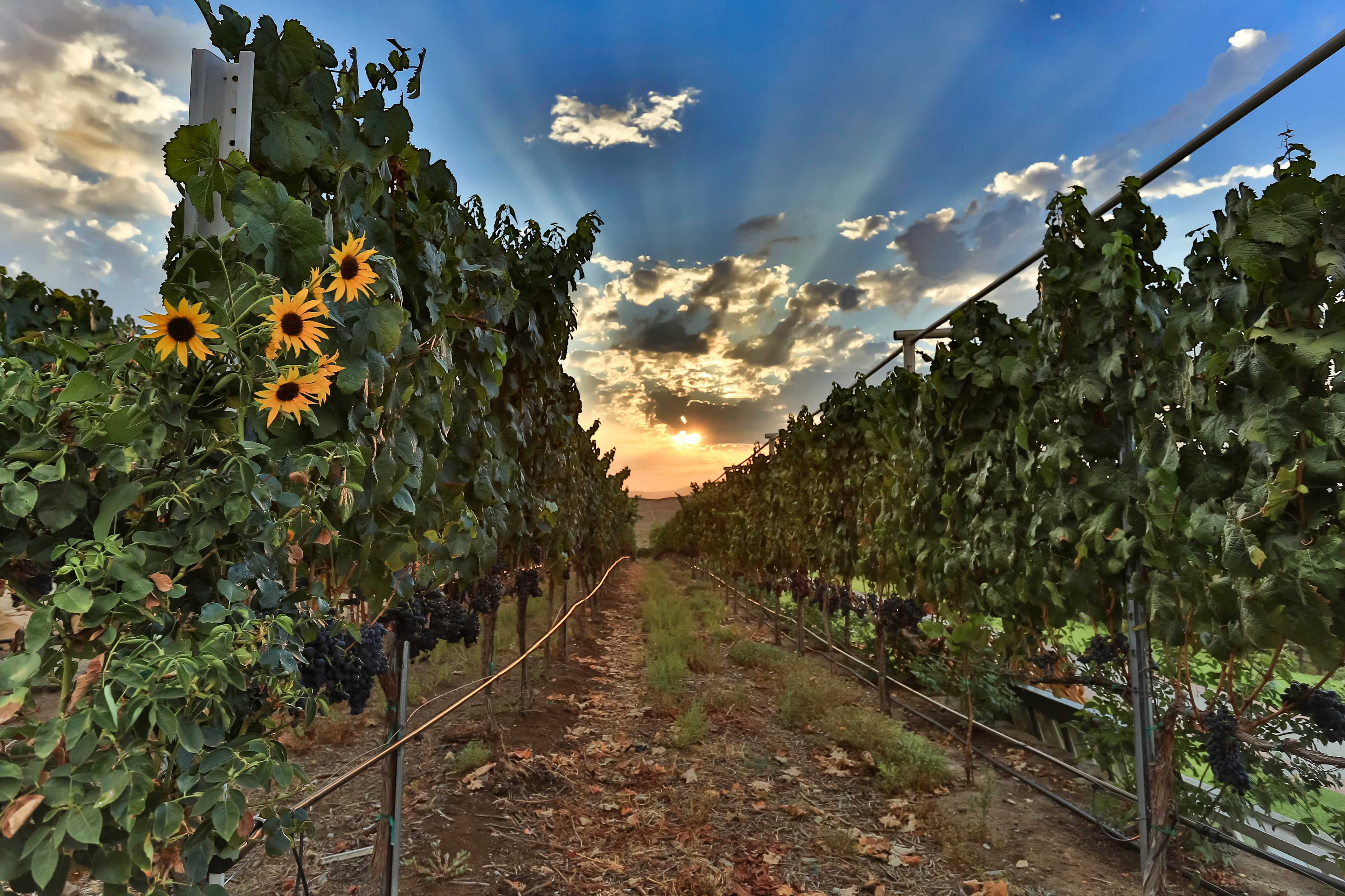 Burnt Valley winery and camping