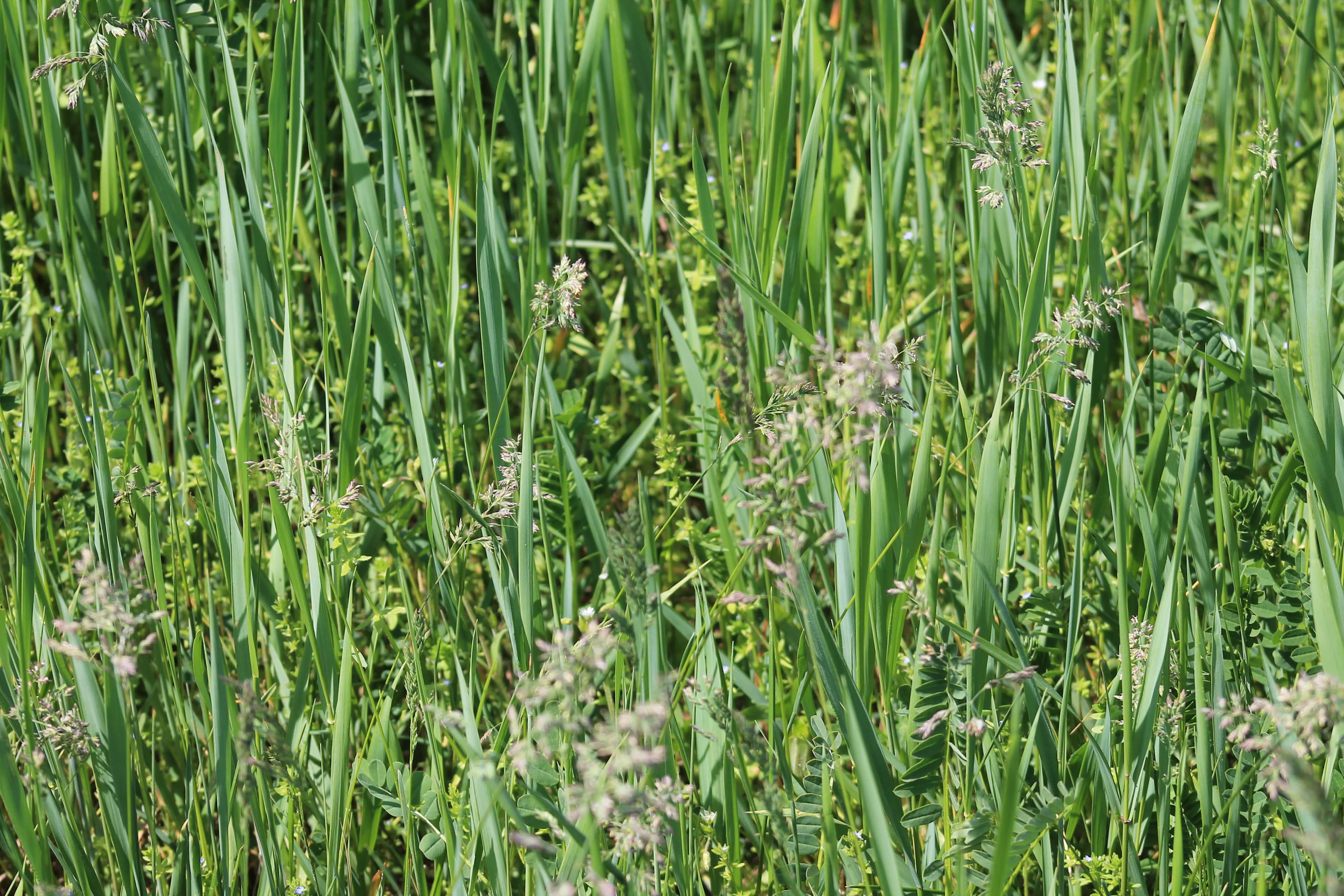 Firm Foundation Farm