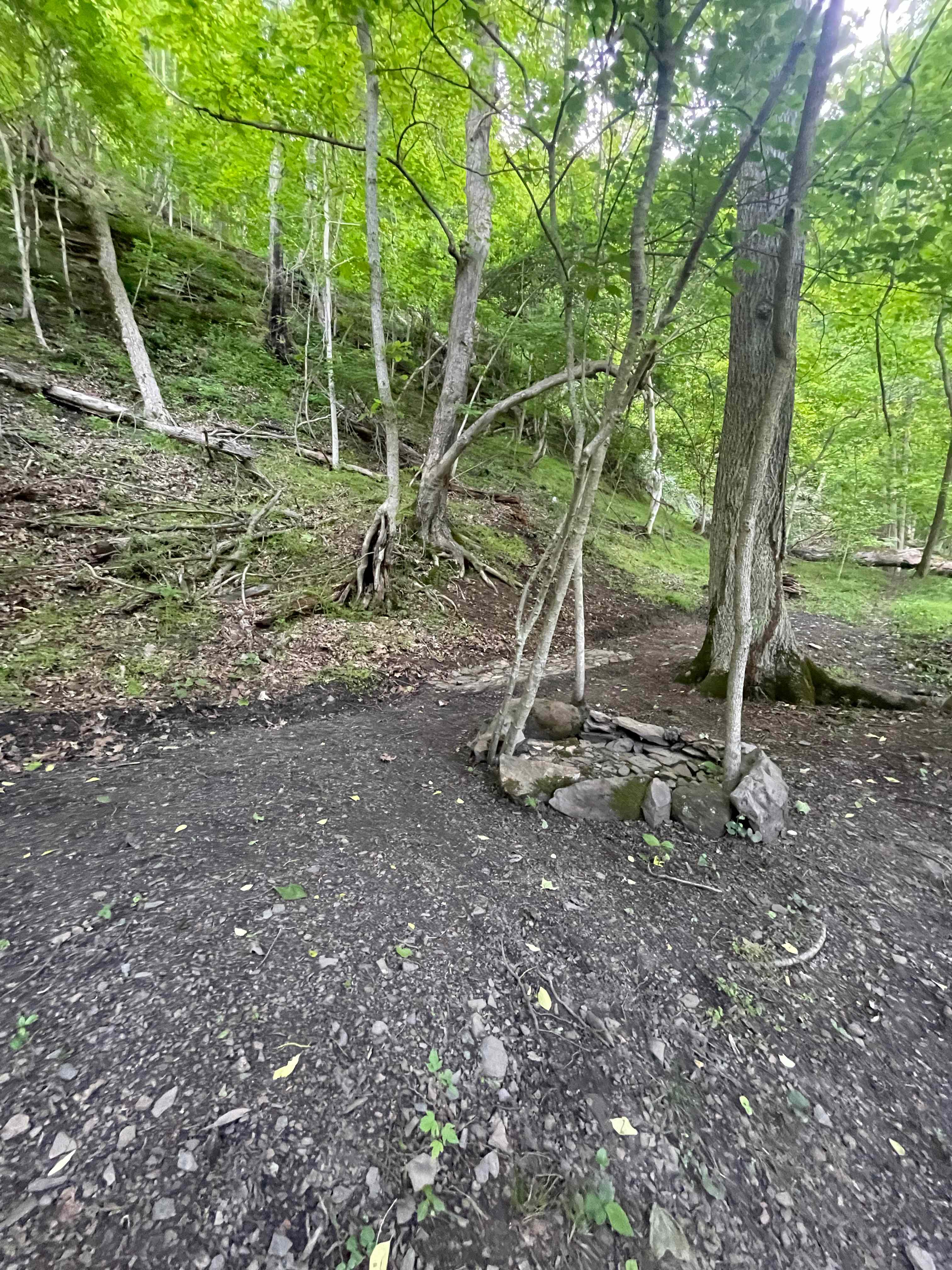 Picture of the site