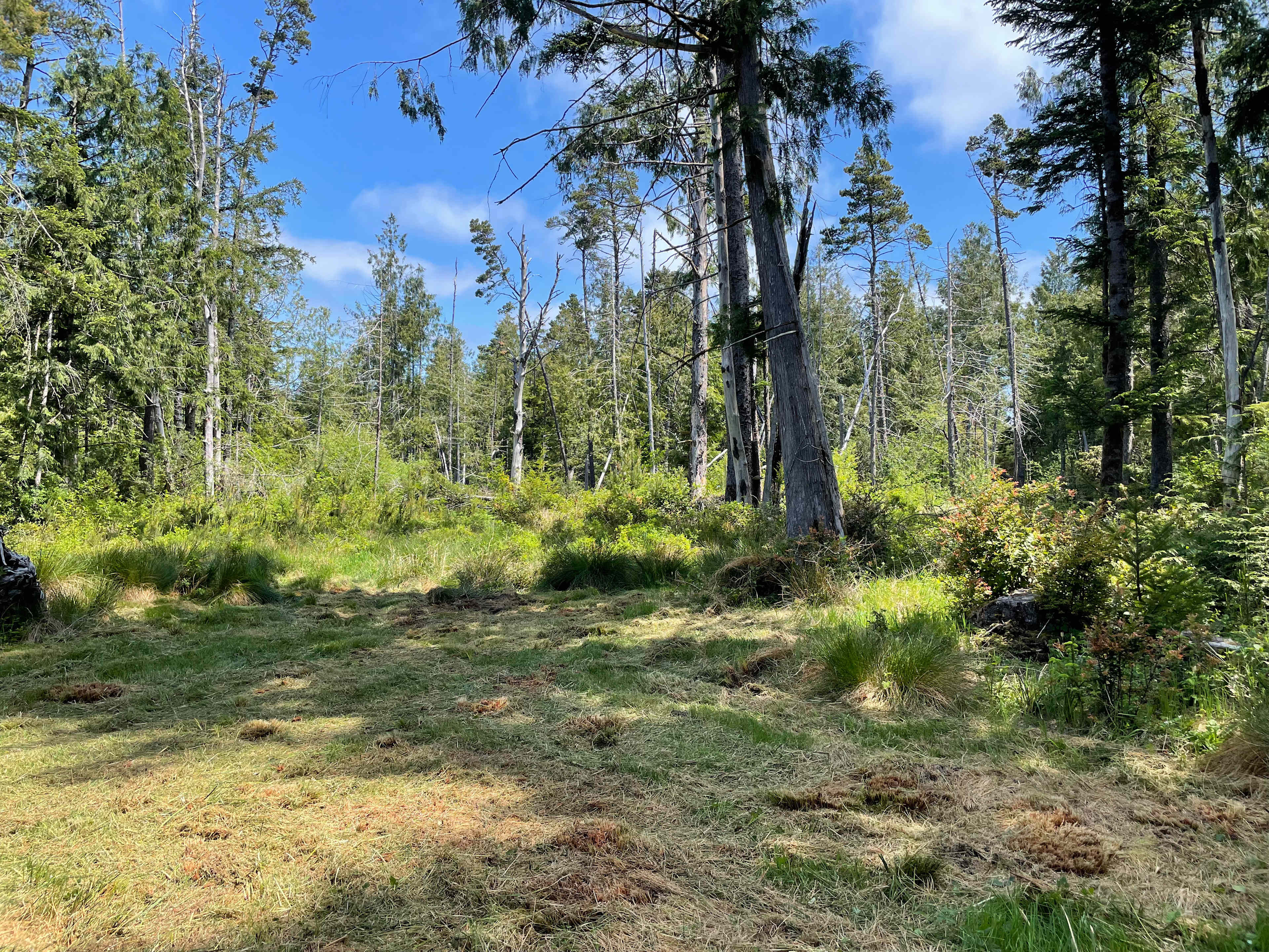 Timber Sands