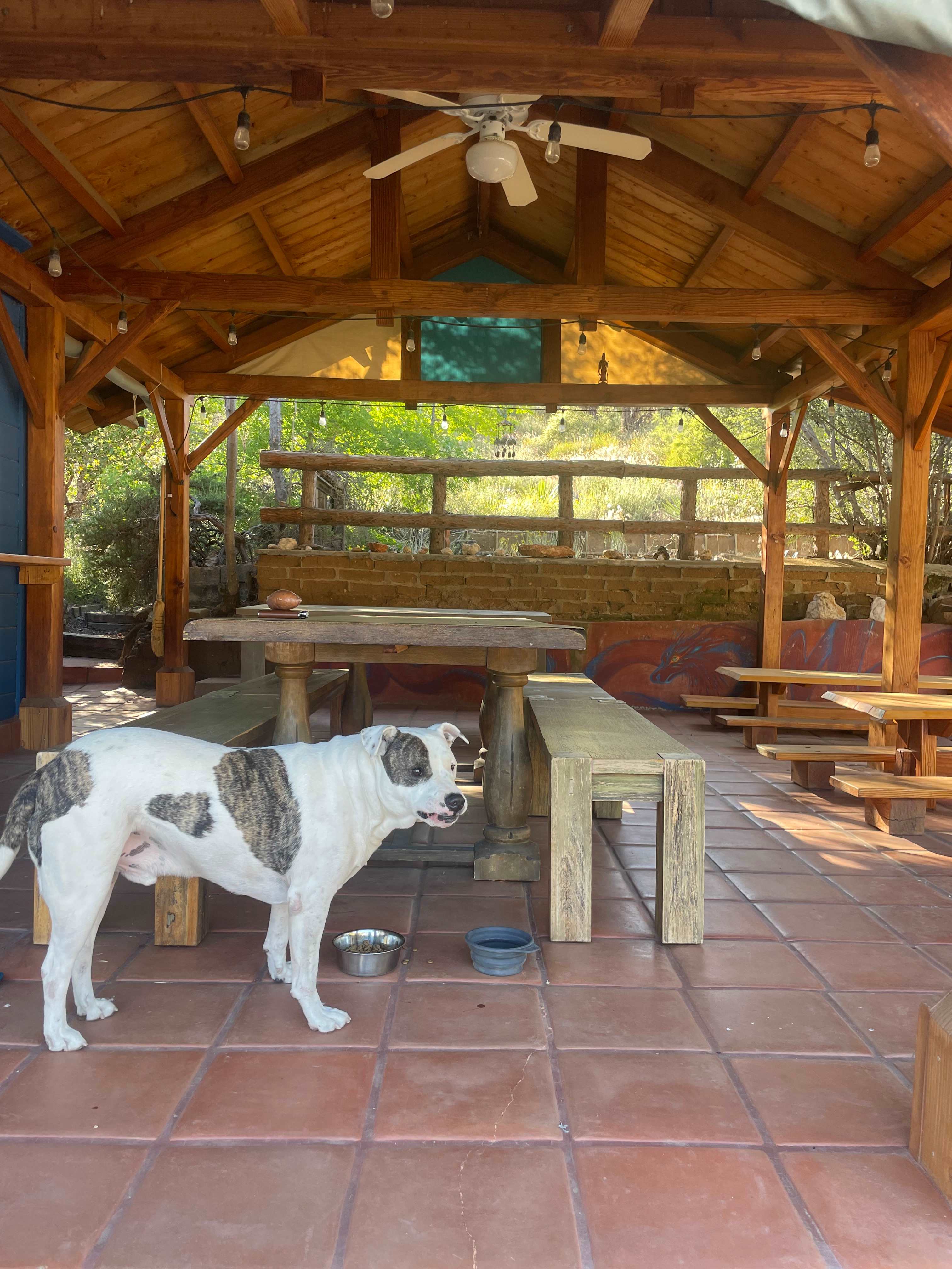 Taz enjoying dinner outside of the kitchen. 