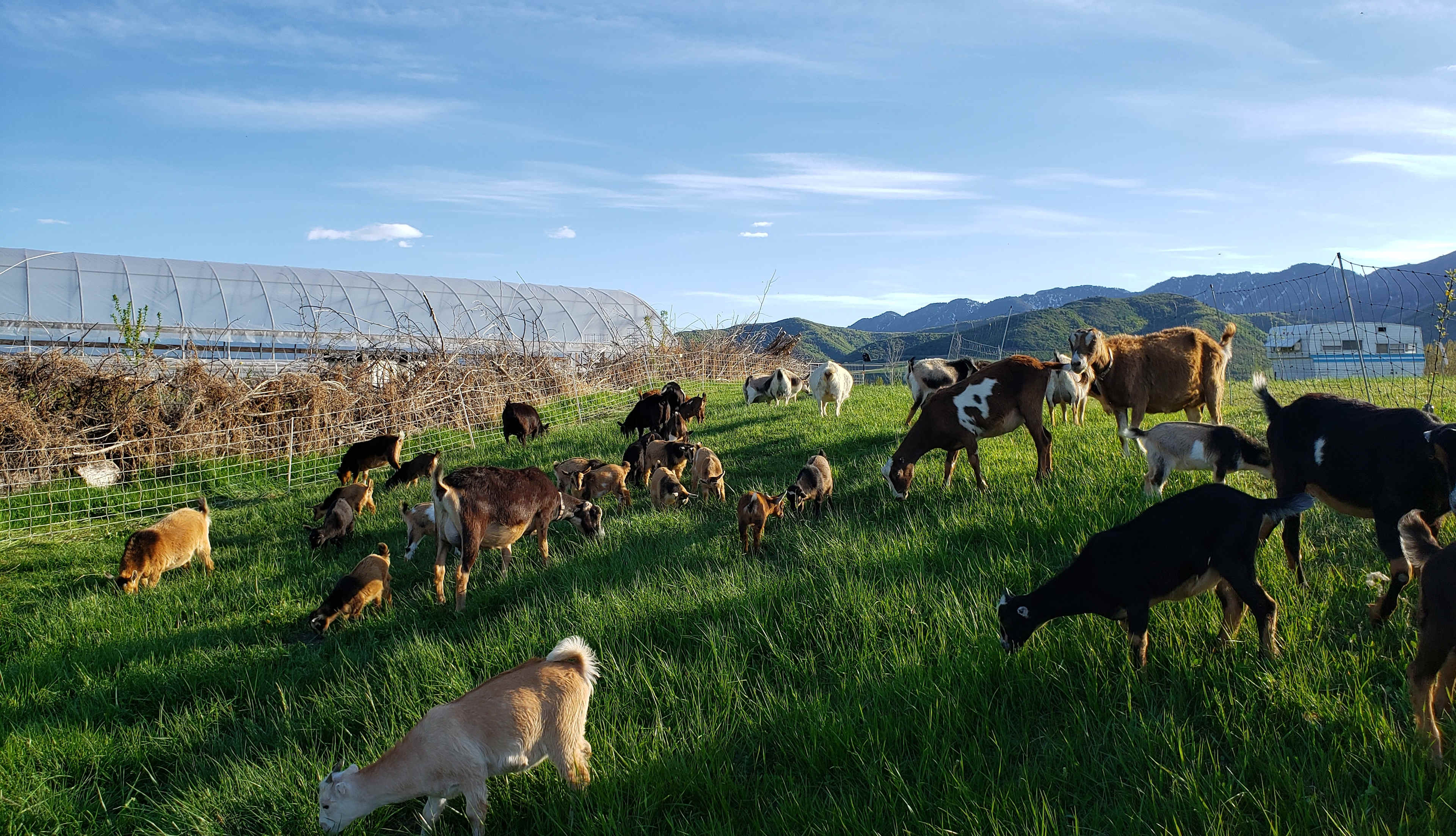 Greetings from the herd!