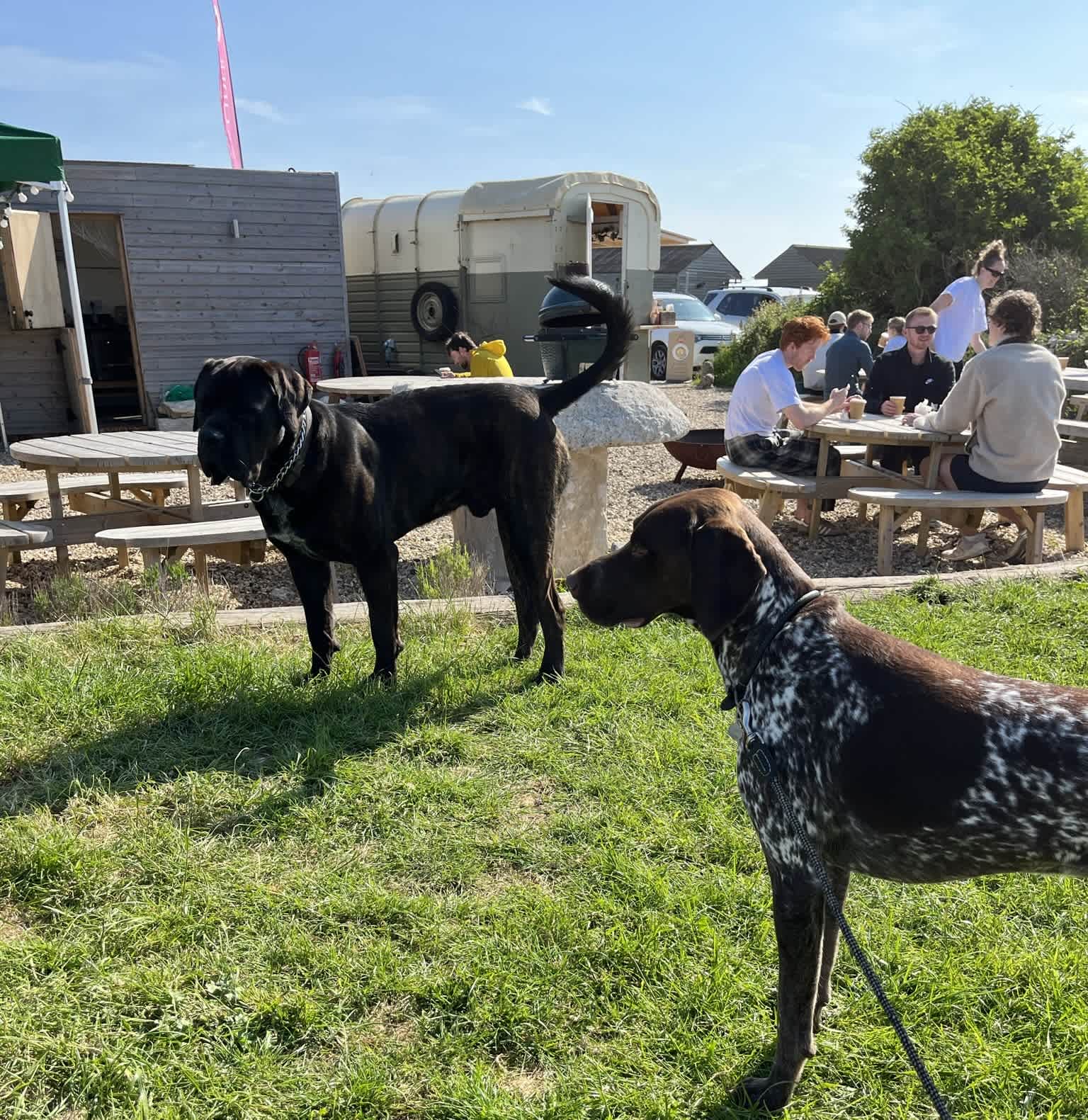 Making friends with Rocky - the owners dog