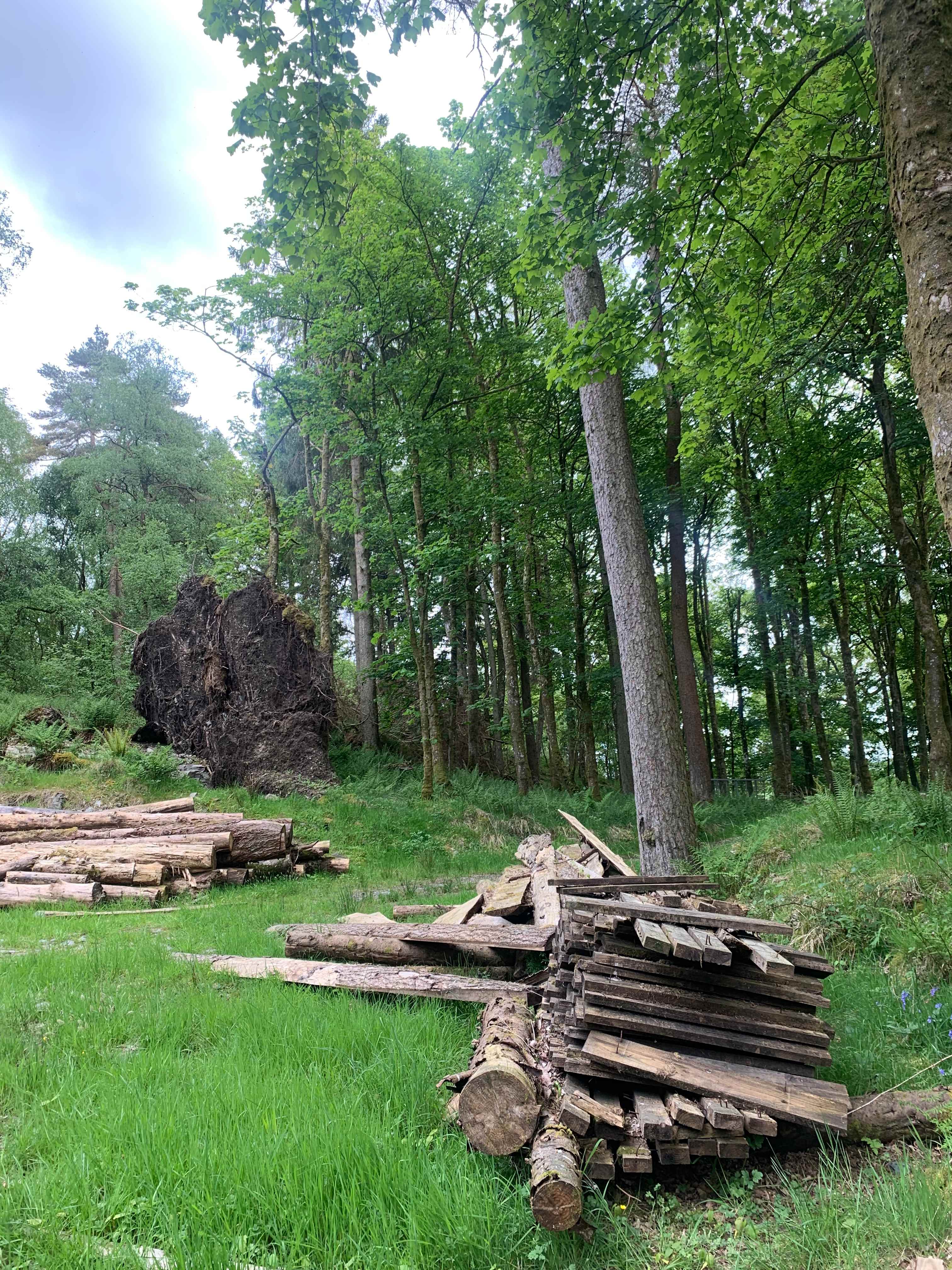 Troquhain Woods
