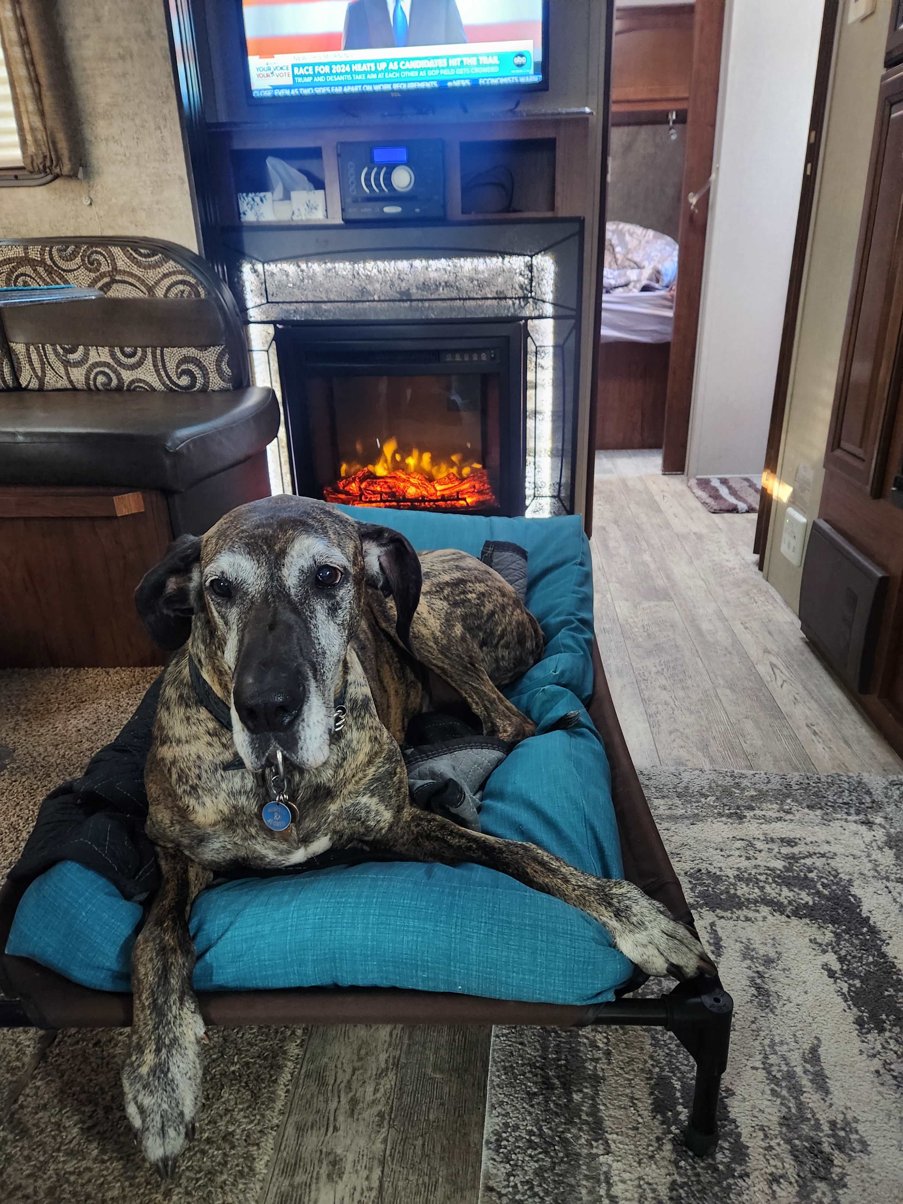 Dog friendly!