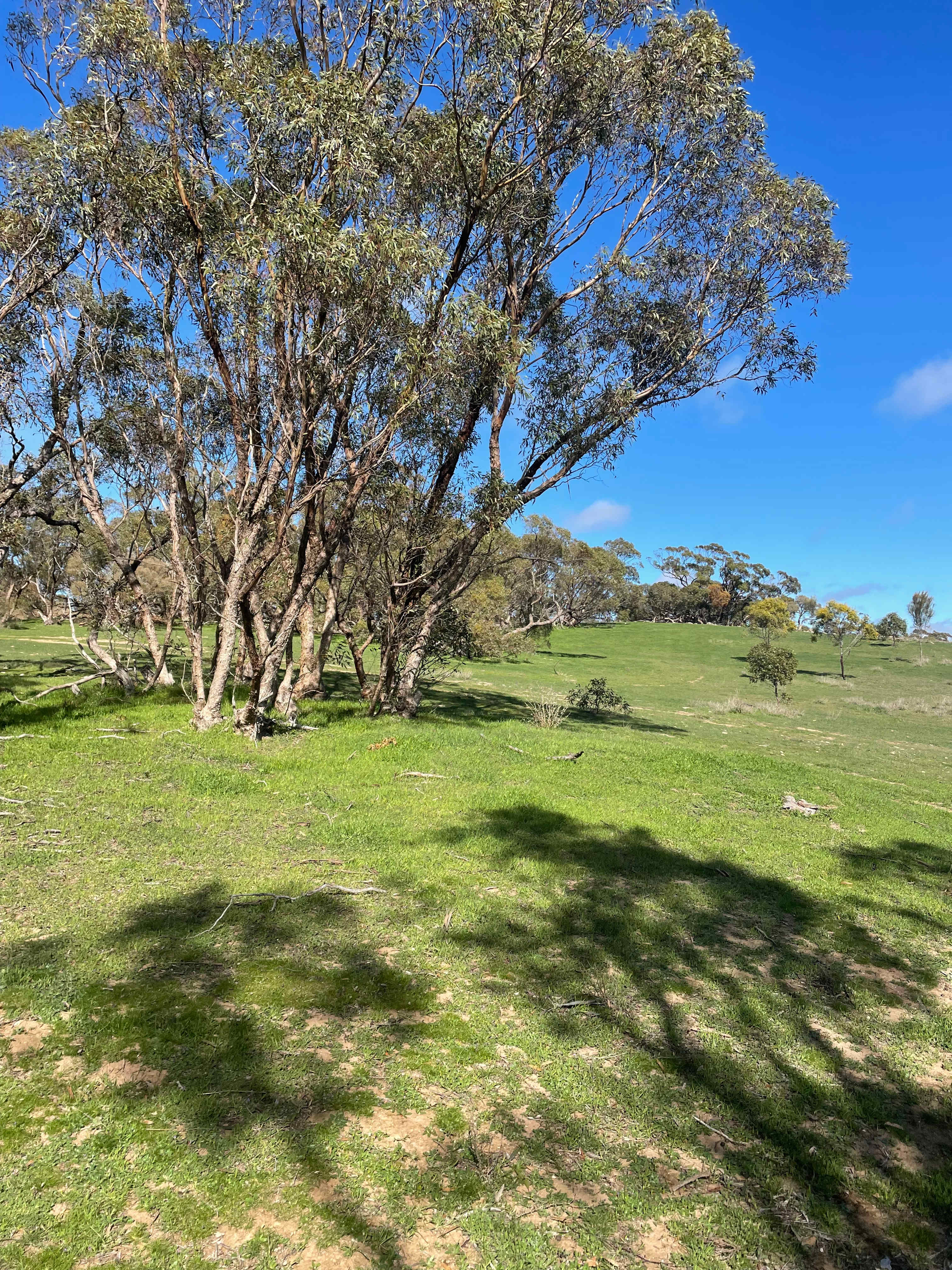 Heggies Hill Bush Camp