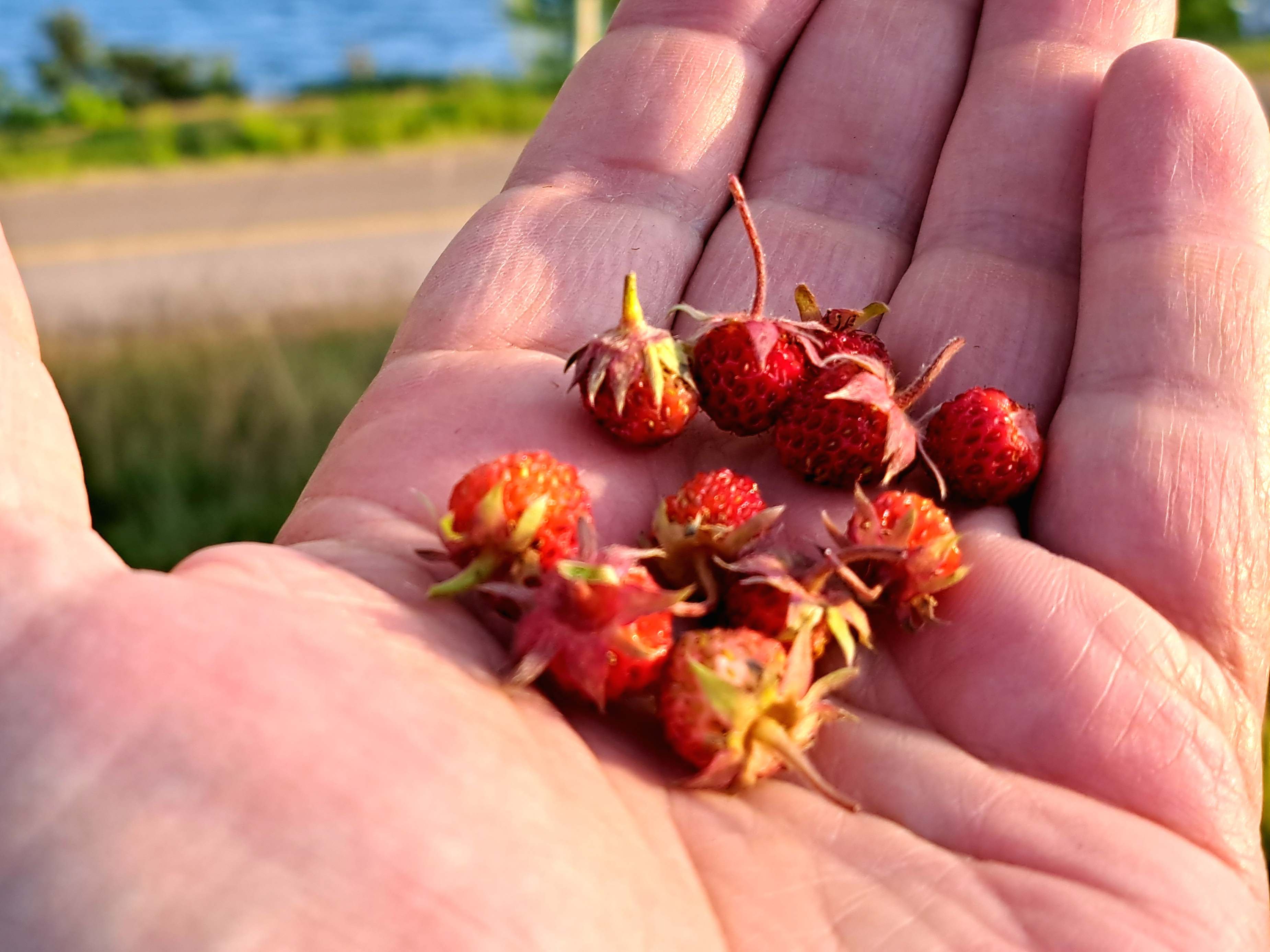 Wild strawberries! No pesticides are allowed here—pick and eat as many as you like. 