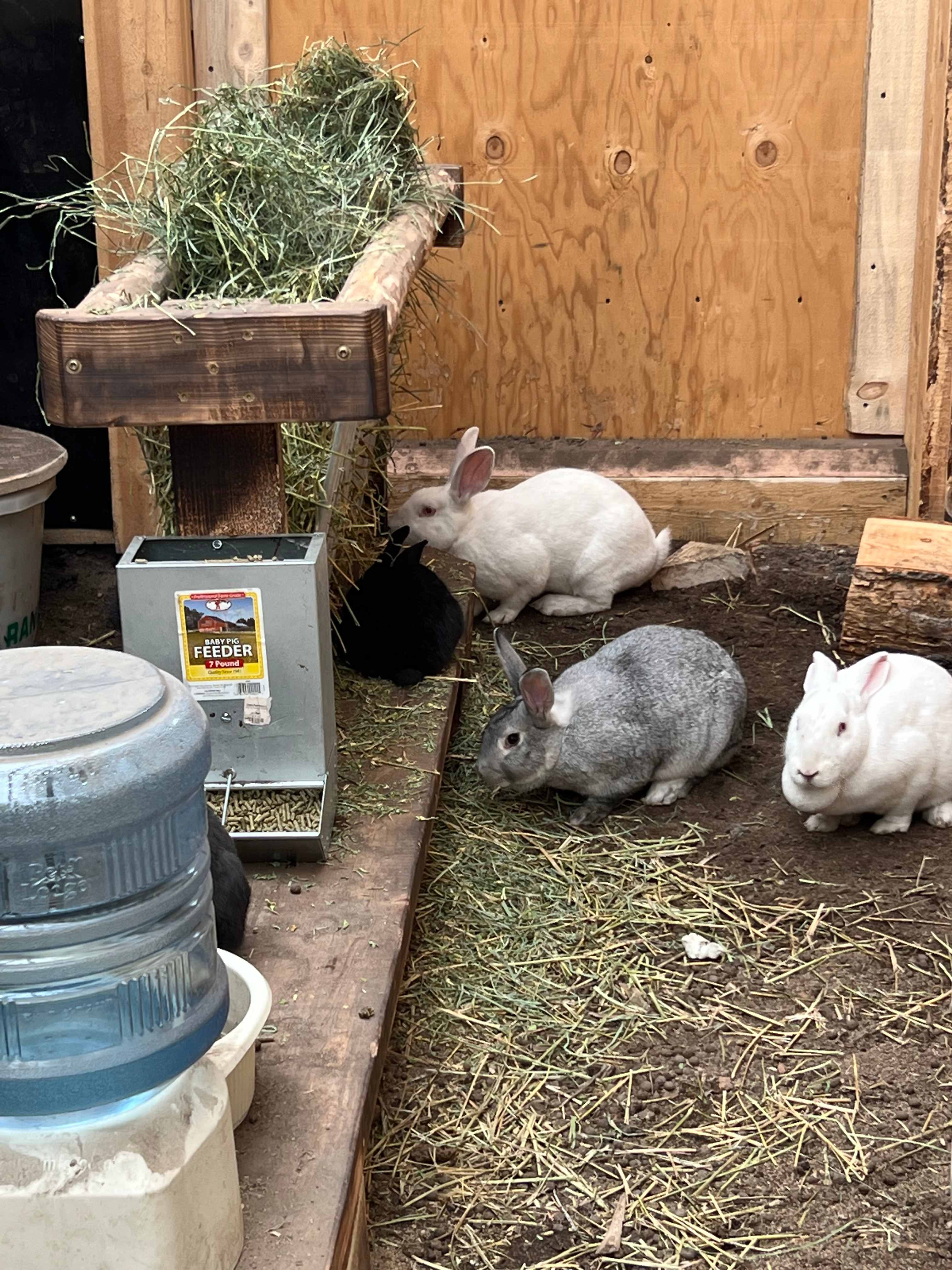 The homestead rabbit colony