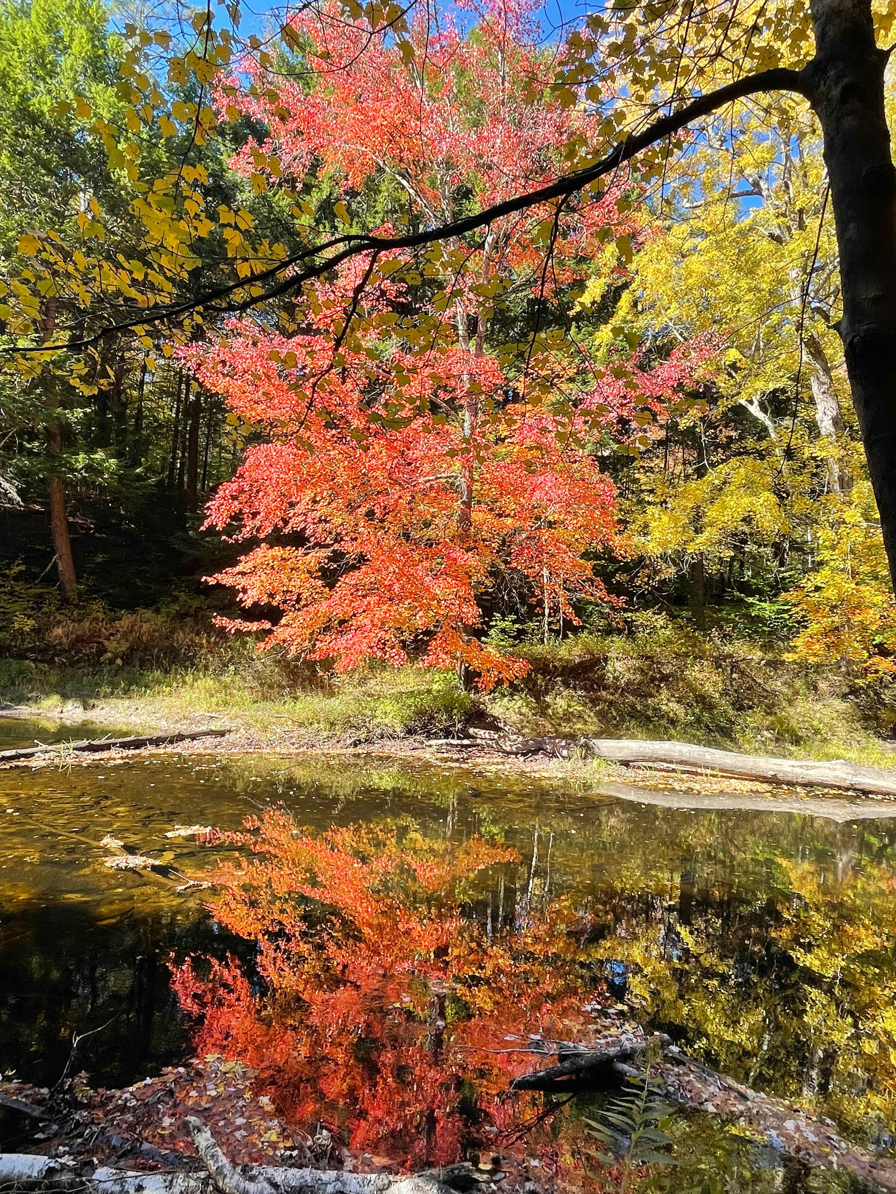 Red Maple Farm Riverside Cabin