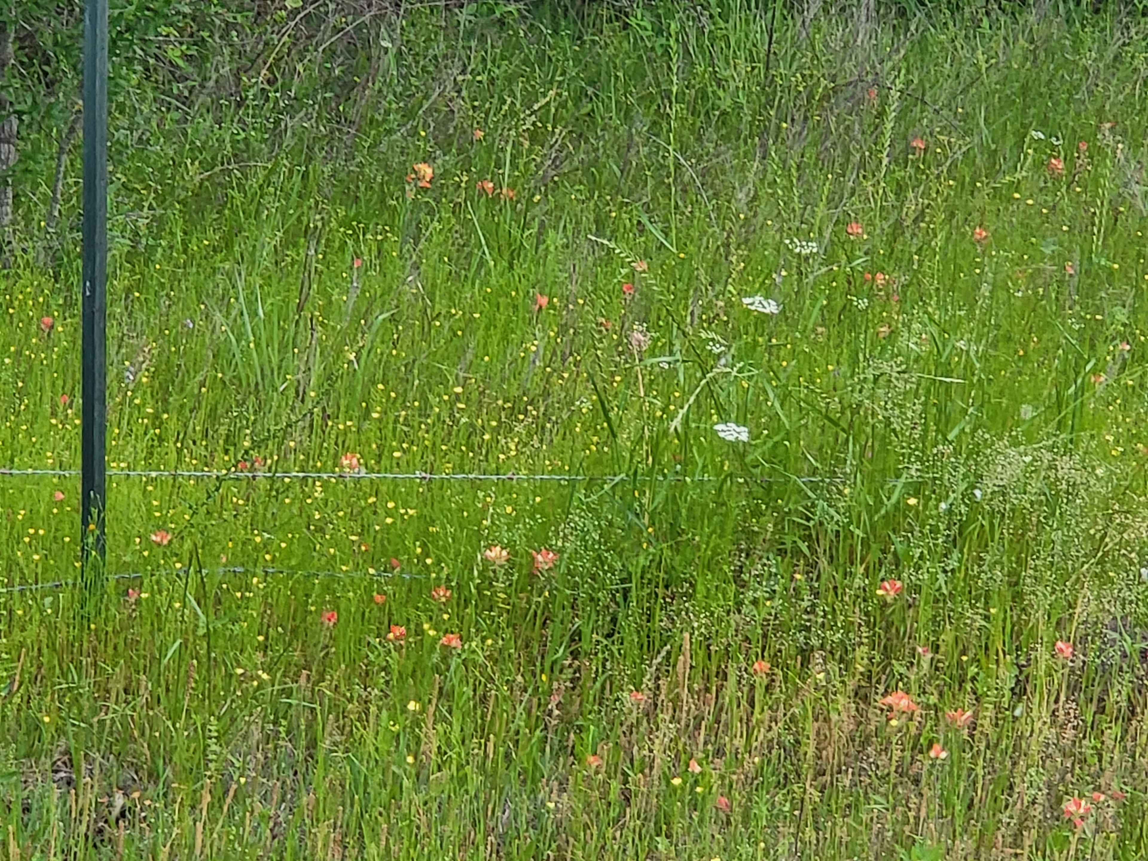 Opal Valley